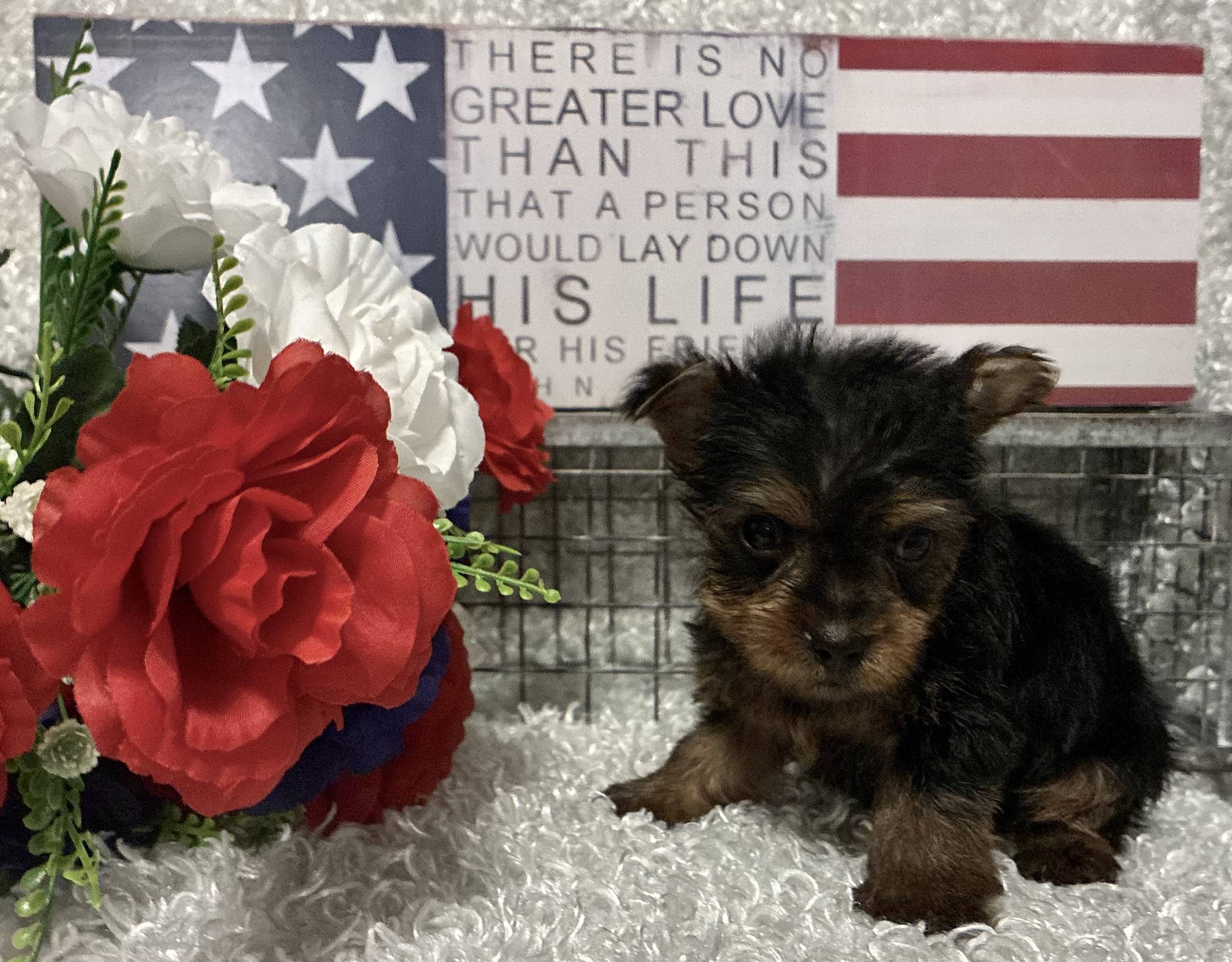 MALE YORKIE PUPPY!!! - Image 6