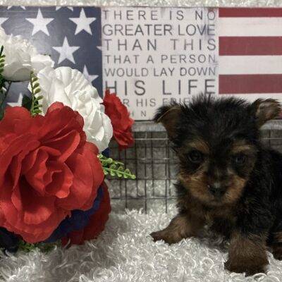 MALE YORKIE PUPPY!!!