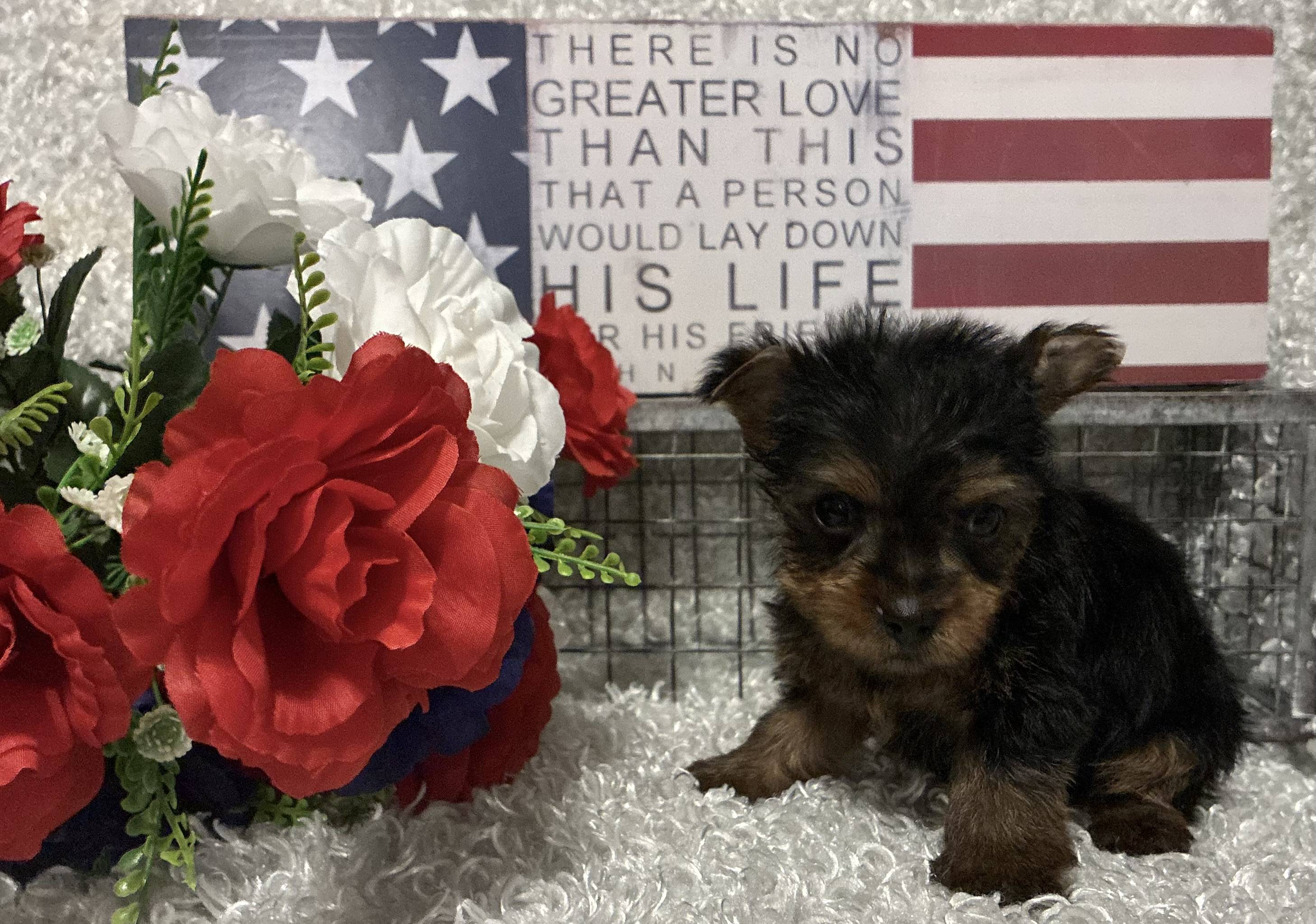 MALE YORKIE PUPPY!!!