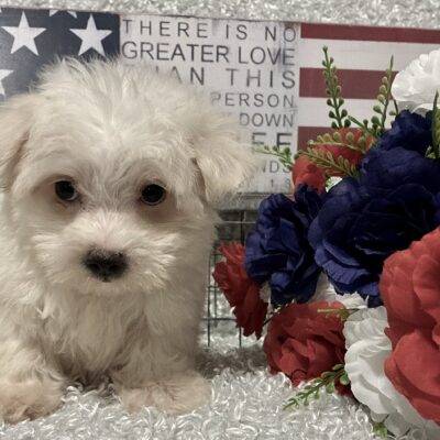 MALE MALTESE PUPPY!!!