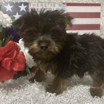 MALE YORKSHIRE TERRIER PUPPY!!!