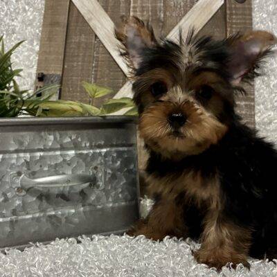 MALE YORKIE PUPPY!!!