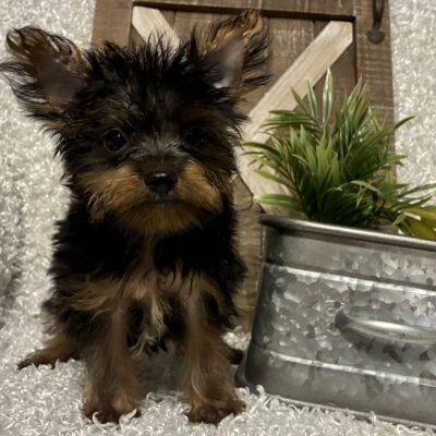MALE YORKSHIRE TERRIER PUPPY!!!