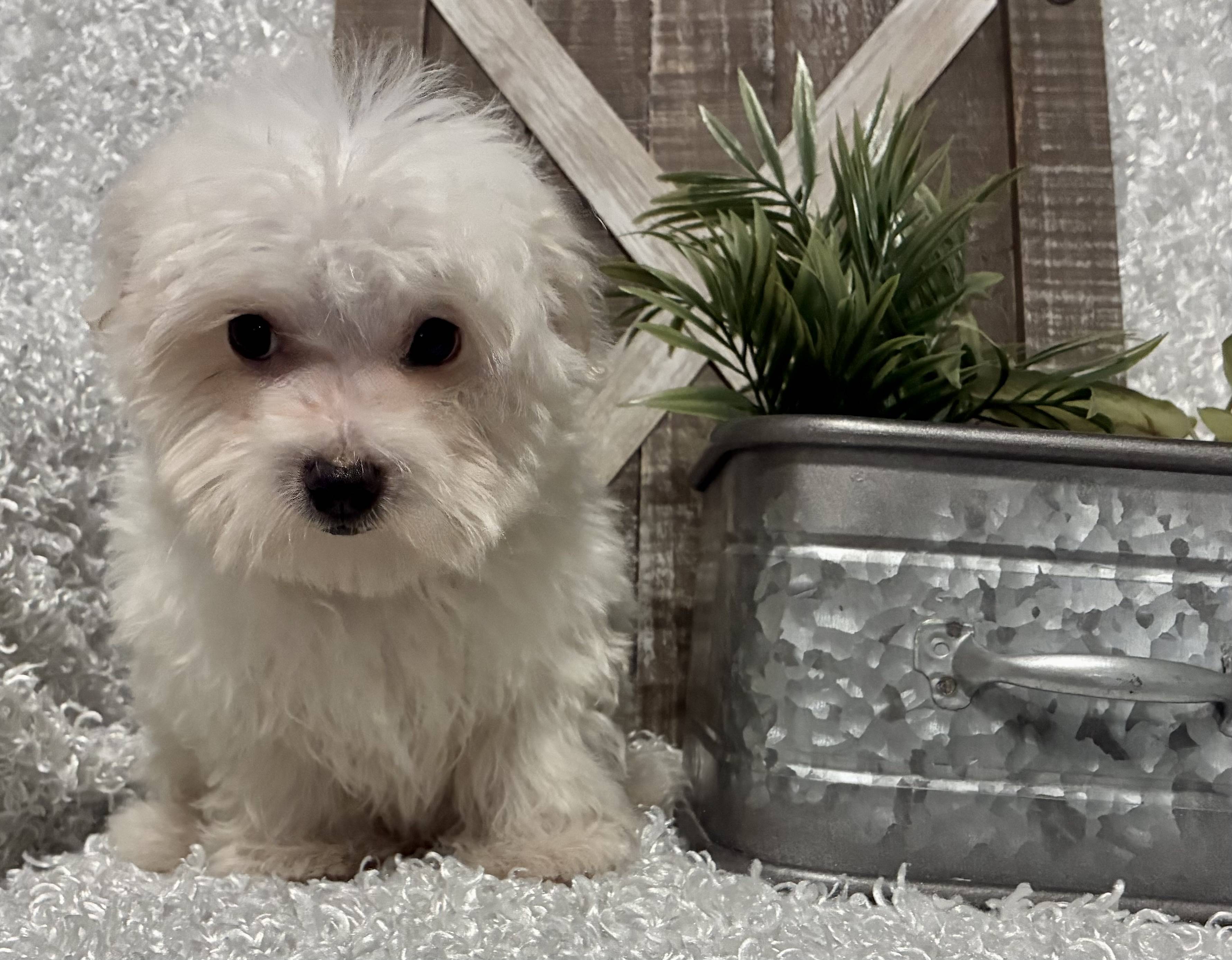 MALE MALTESE PUPPY!!! - Image 6