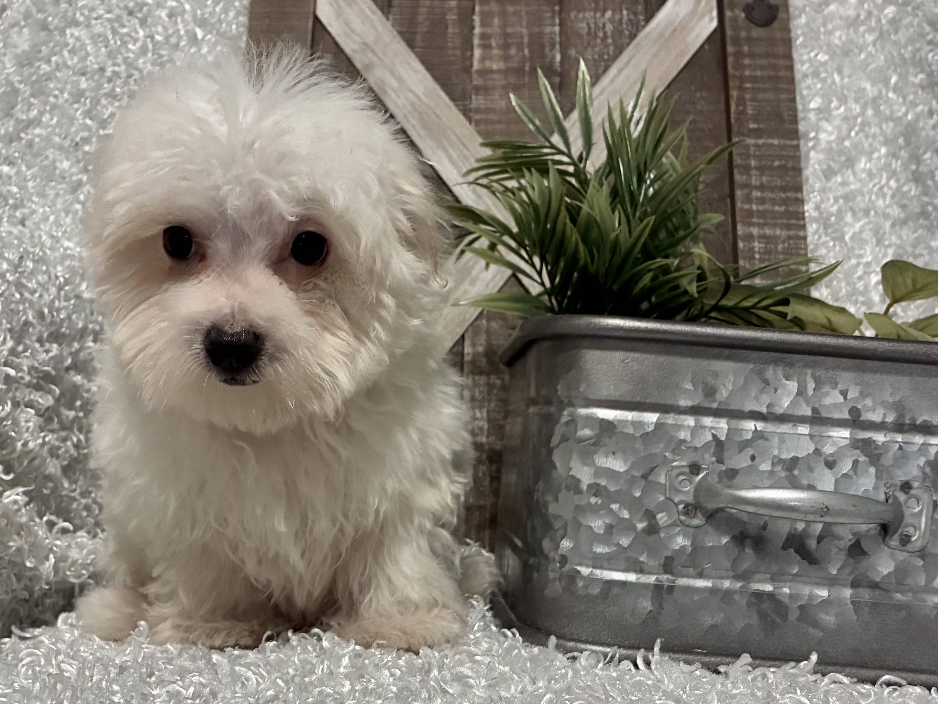 MALE MALTESE PUPPY!!! - Image 3
