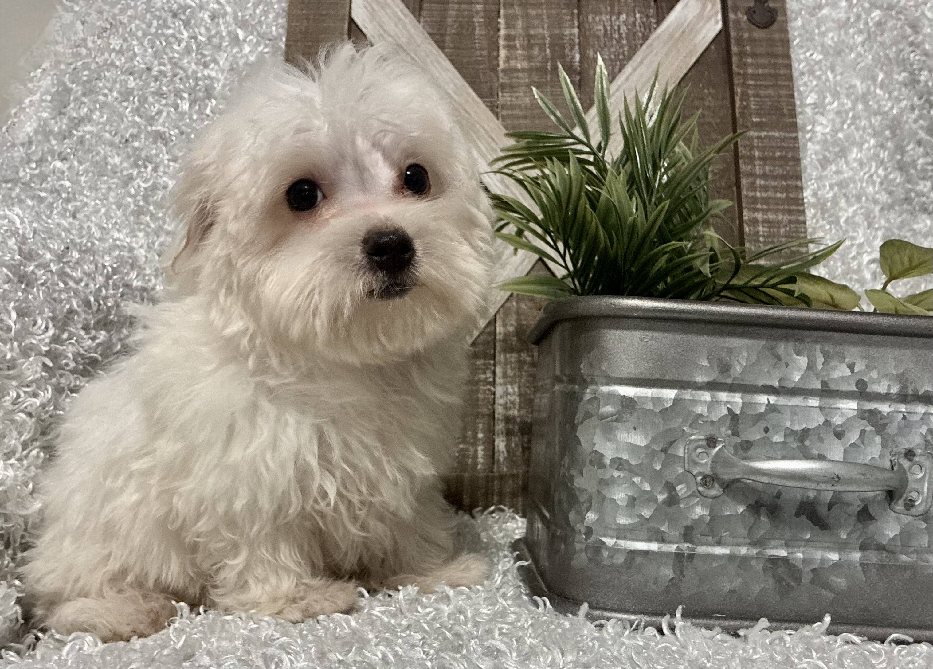 MALE MALTESE PUPPY!!! - Image 7