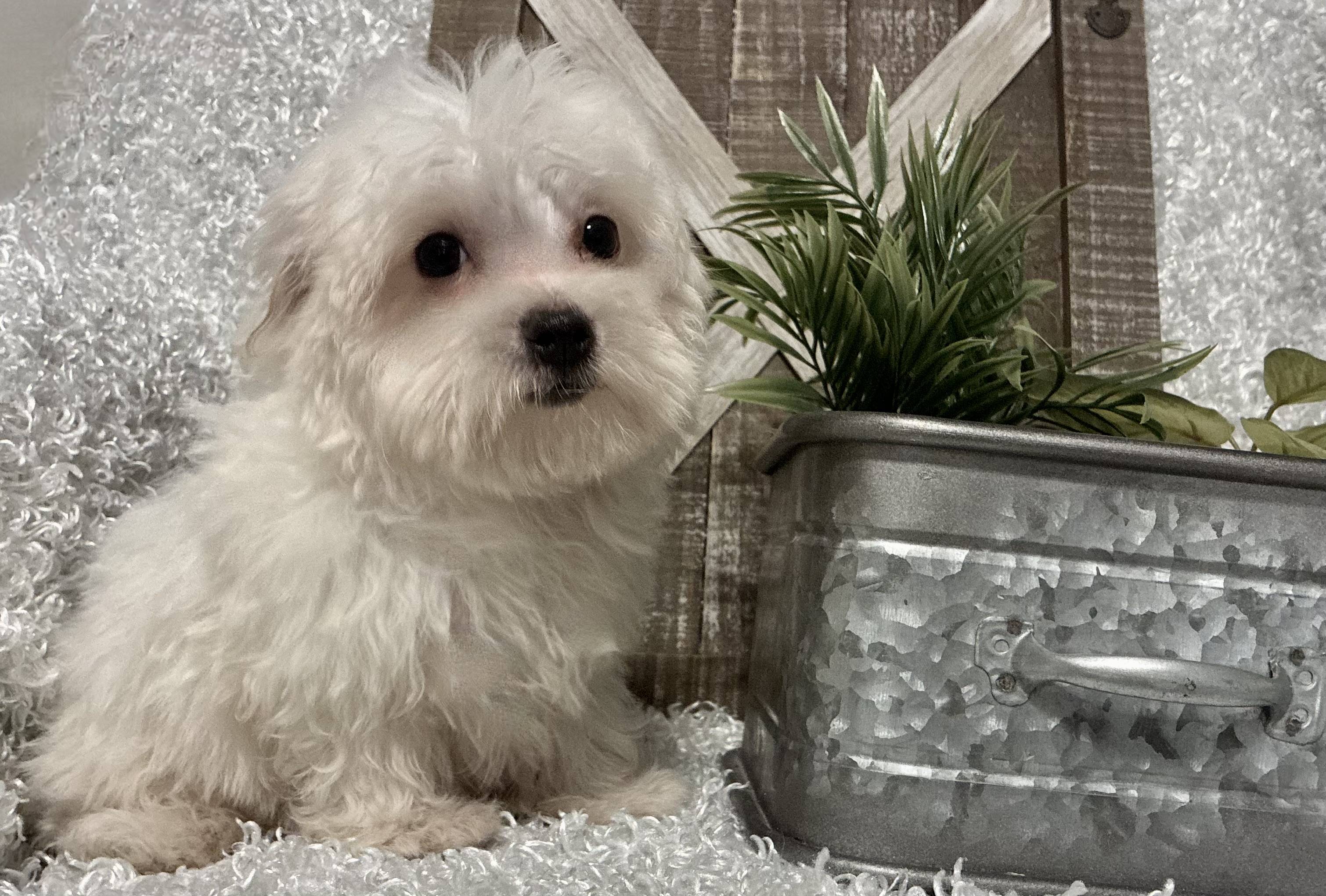 MALE MALTESE PUPPY!!! - Image 2
