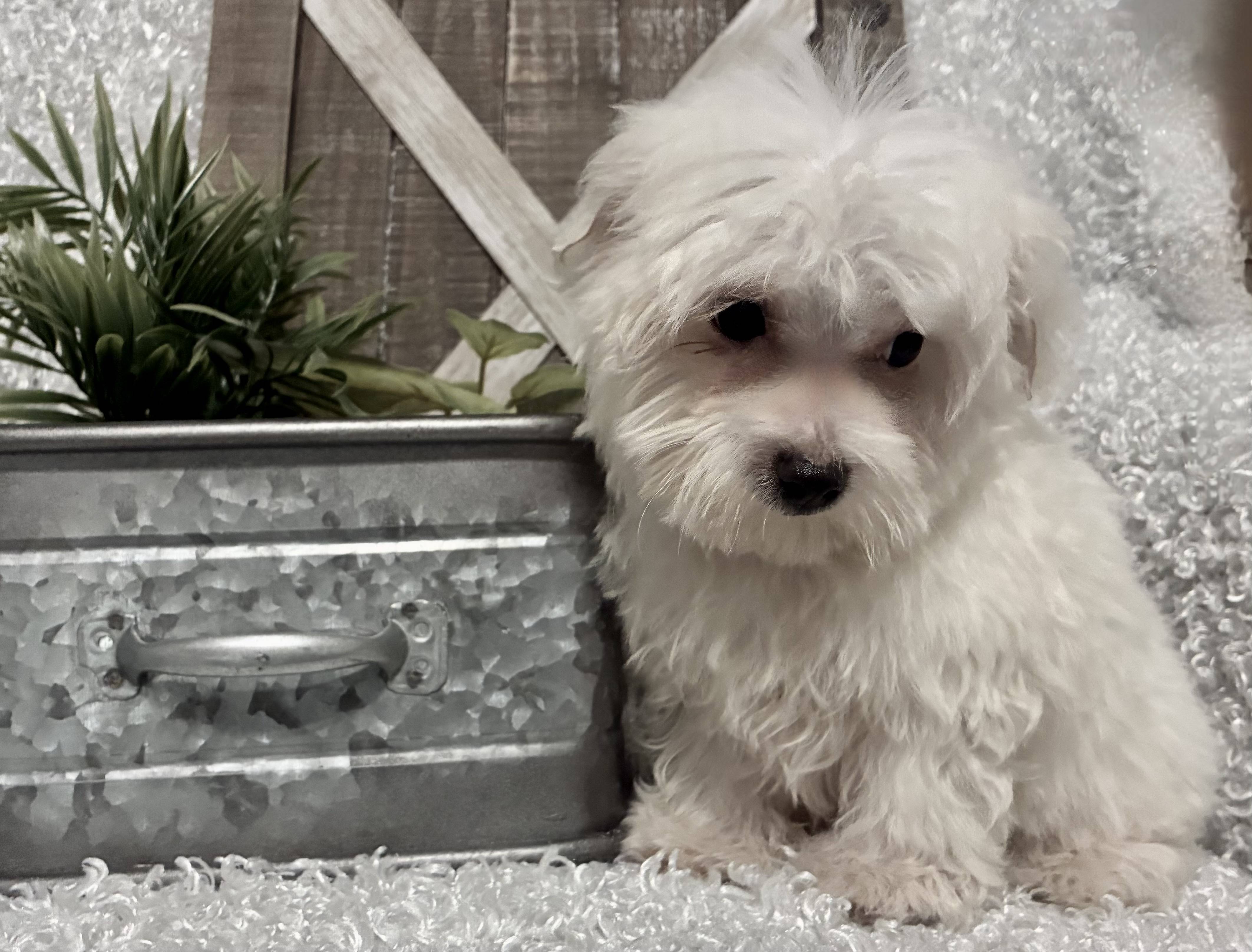 MALE MALTESE PUPPY!!! - Image 4