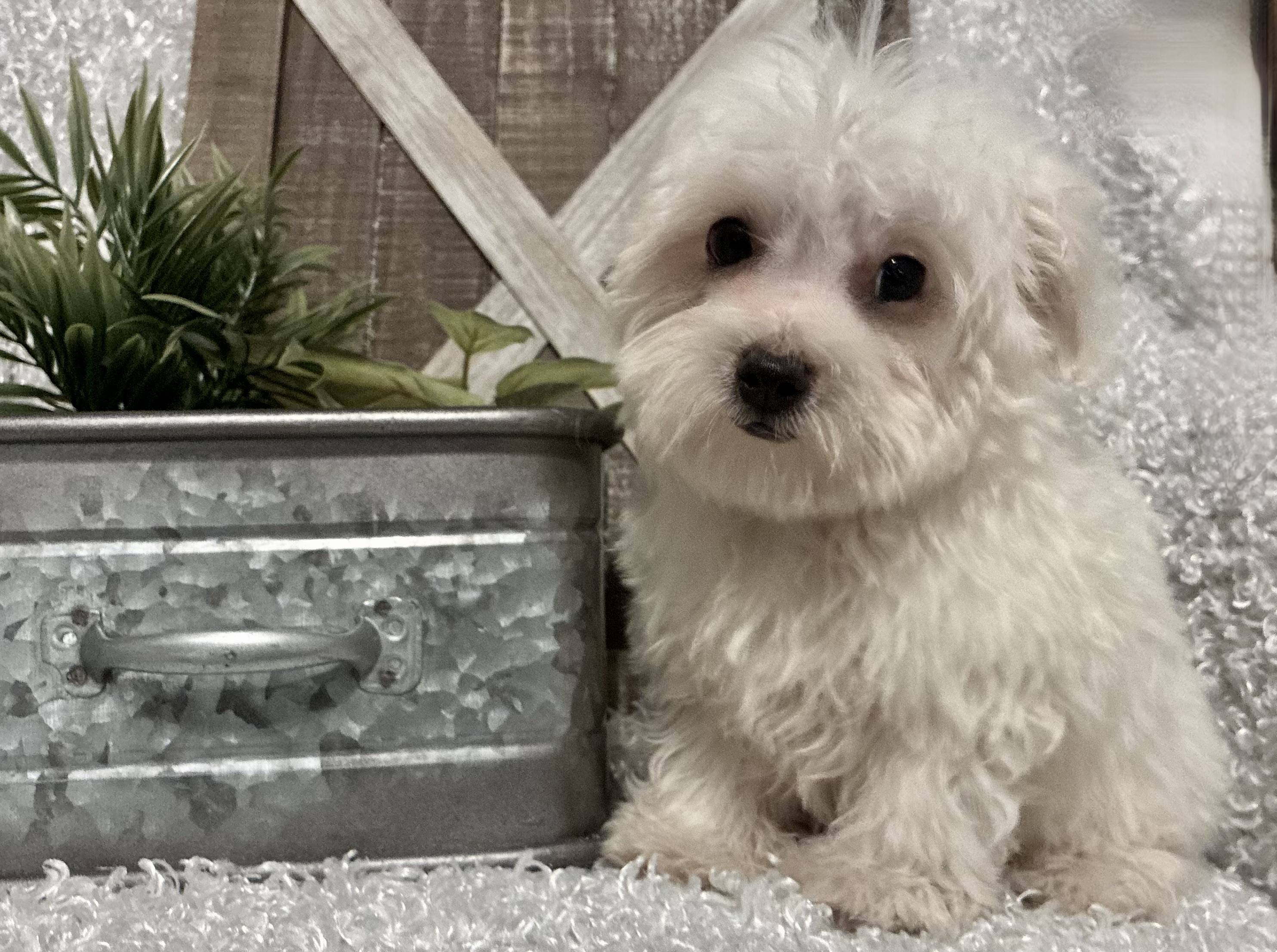 MALE MALTESE PUPPY!!! - Image 8