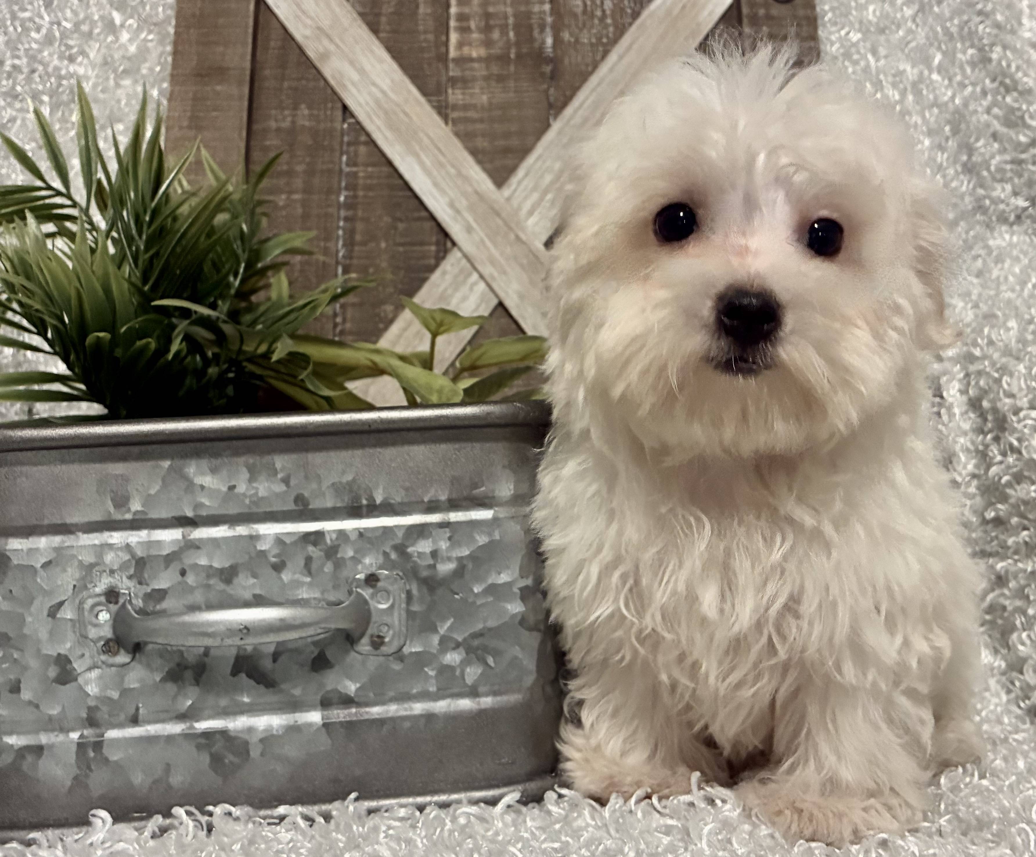 MALE MALTESE PUPPY!!! - Image 5