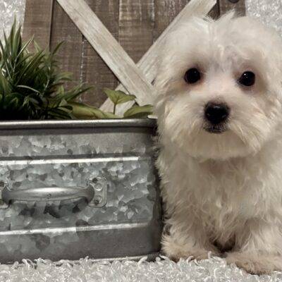 MALE MALTESE PUPPY!!!