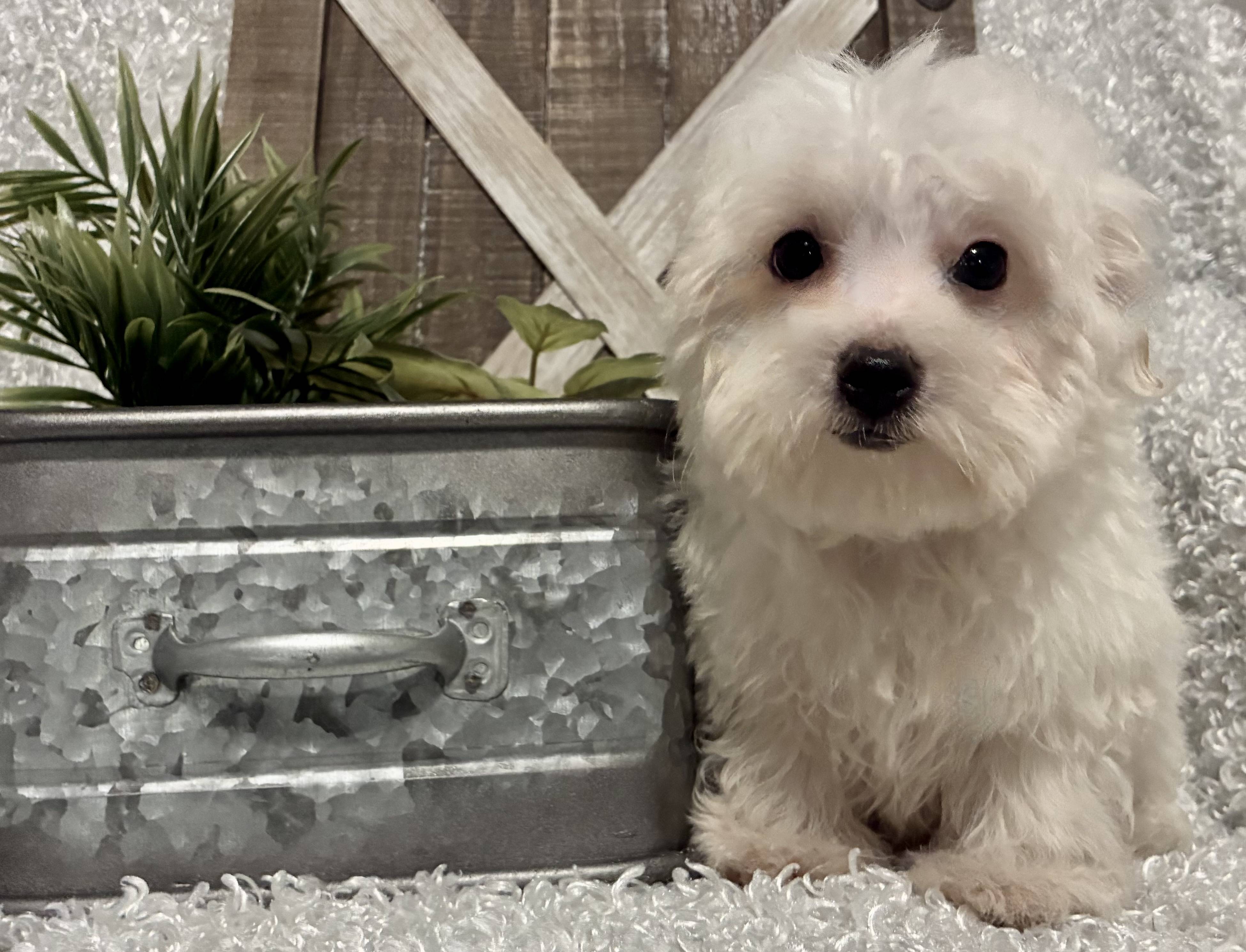 MALE MALTESE PUPPY!!!