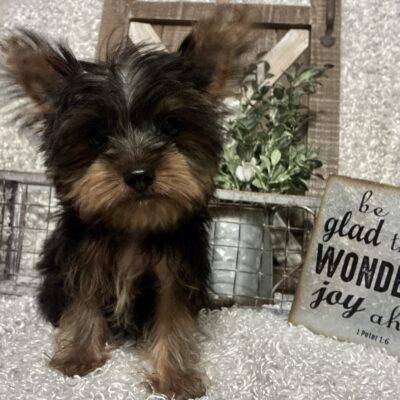 MALE YORKSHIRE TERRIER PUPPY!!!
