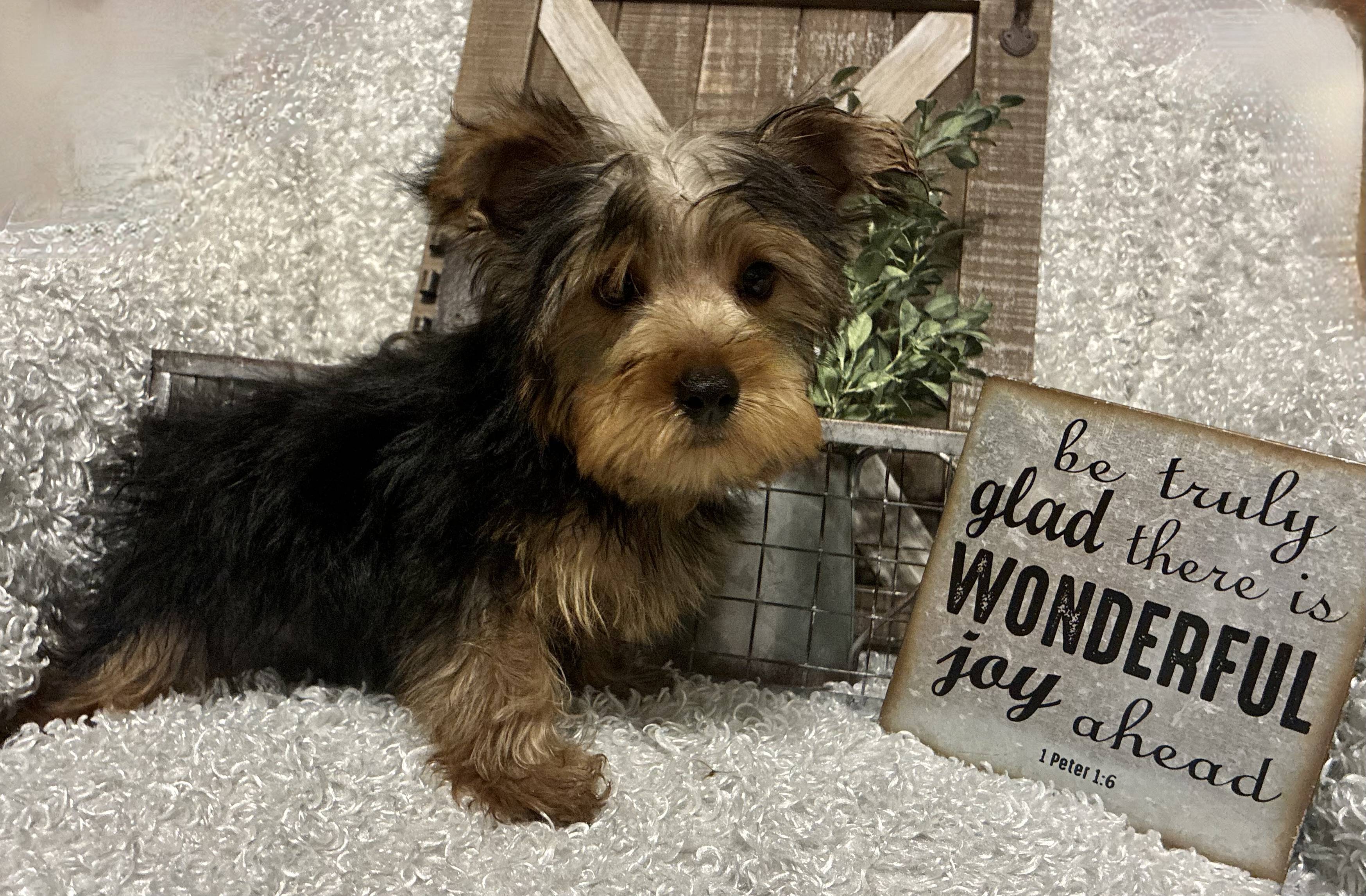 MALE YORKIE PUPPY!!! - Image 3
