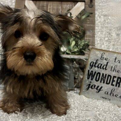 MALE YORKIE PUPPY!!!