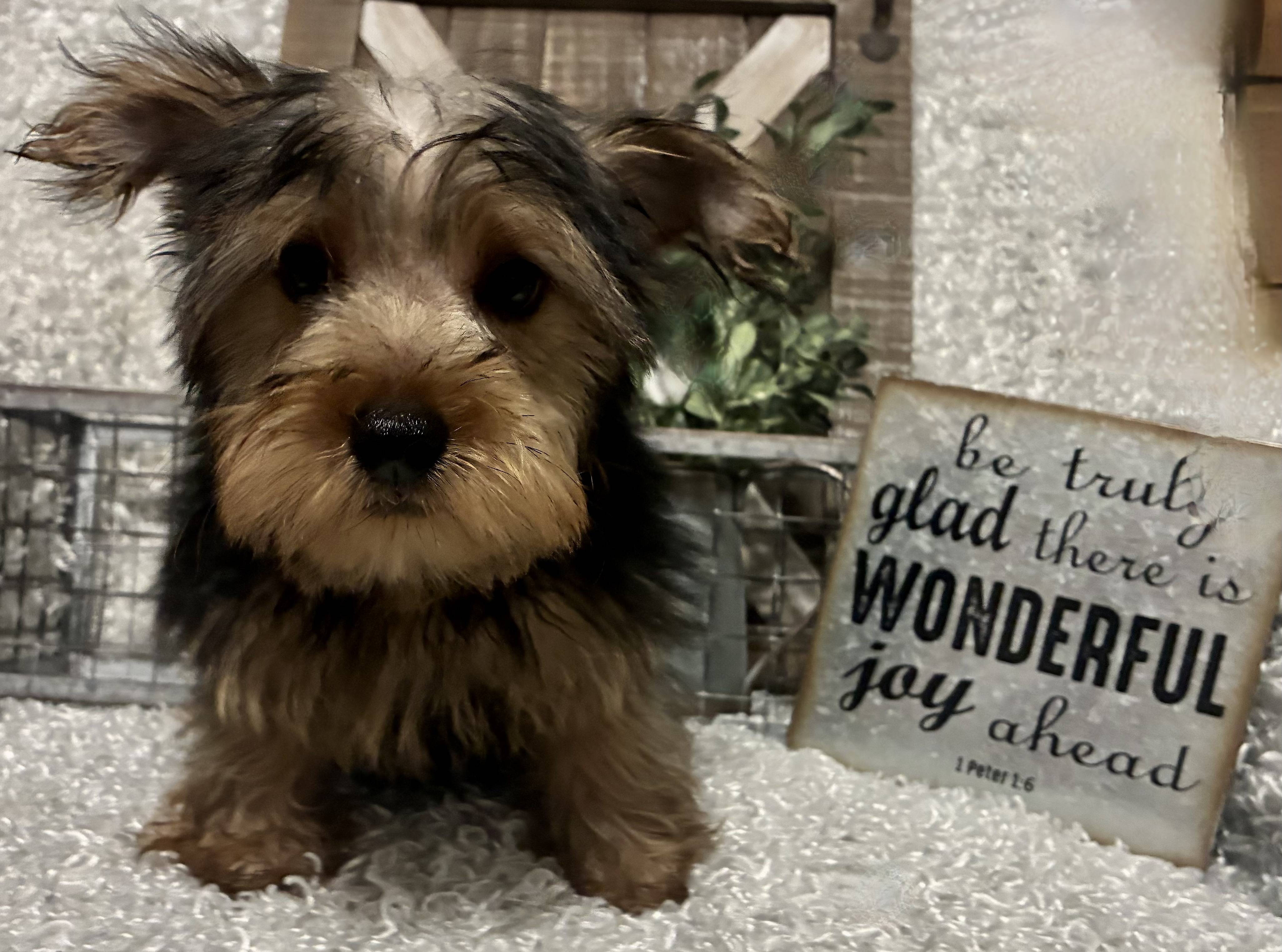 MALE YORKIE PUPPY!!!