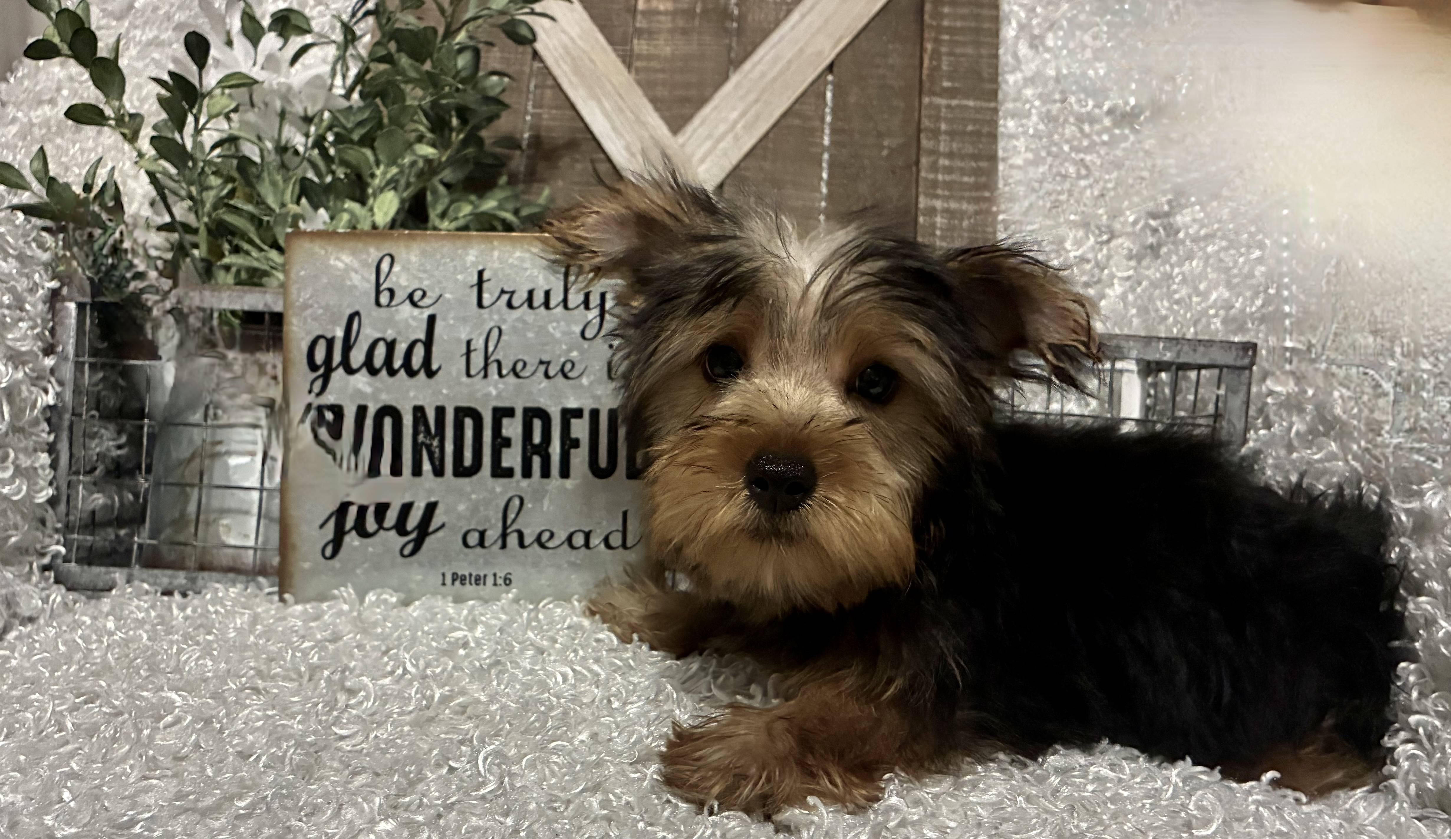 MALE YORKIE PUPPY!!! - Image 4