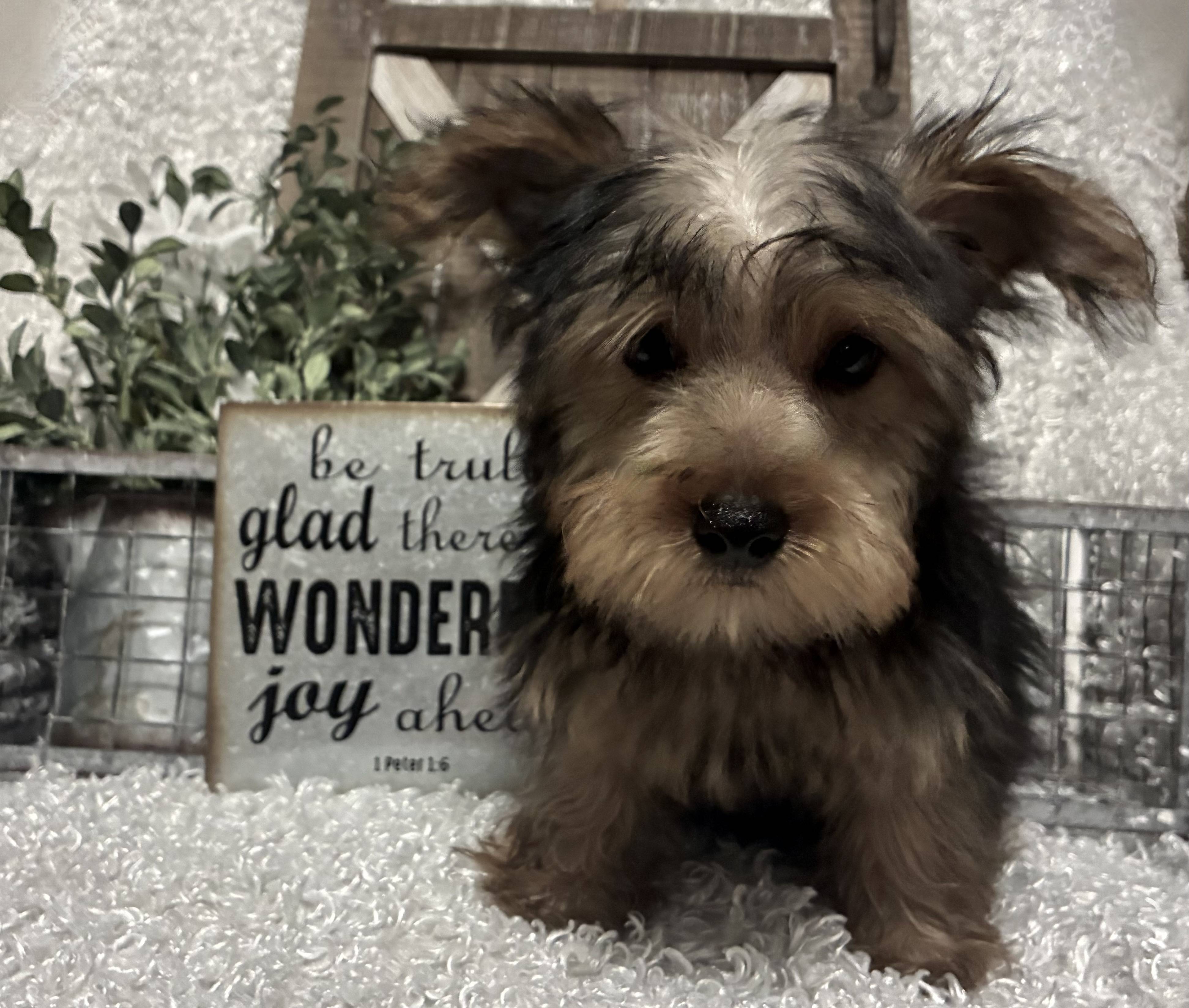MALE YORKIE PUPPY!!! - Image 6