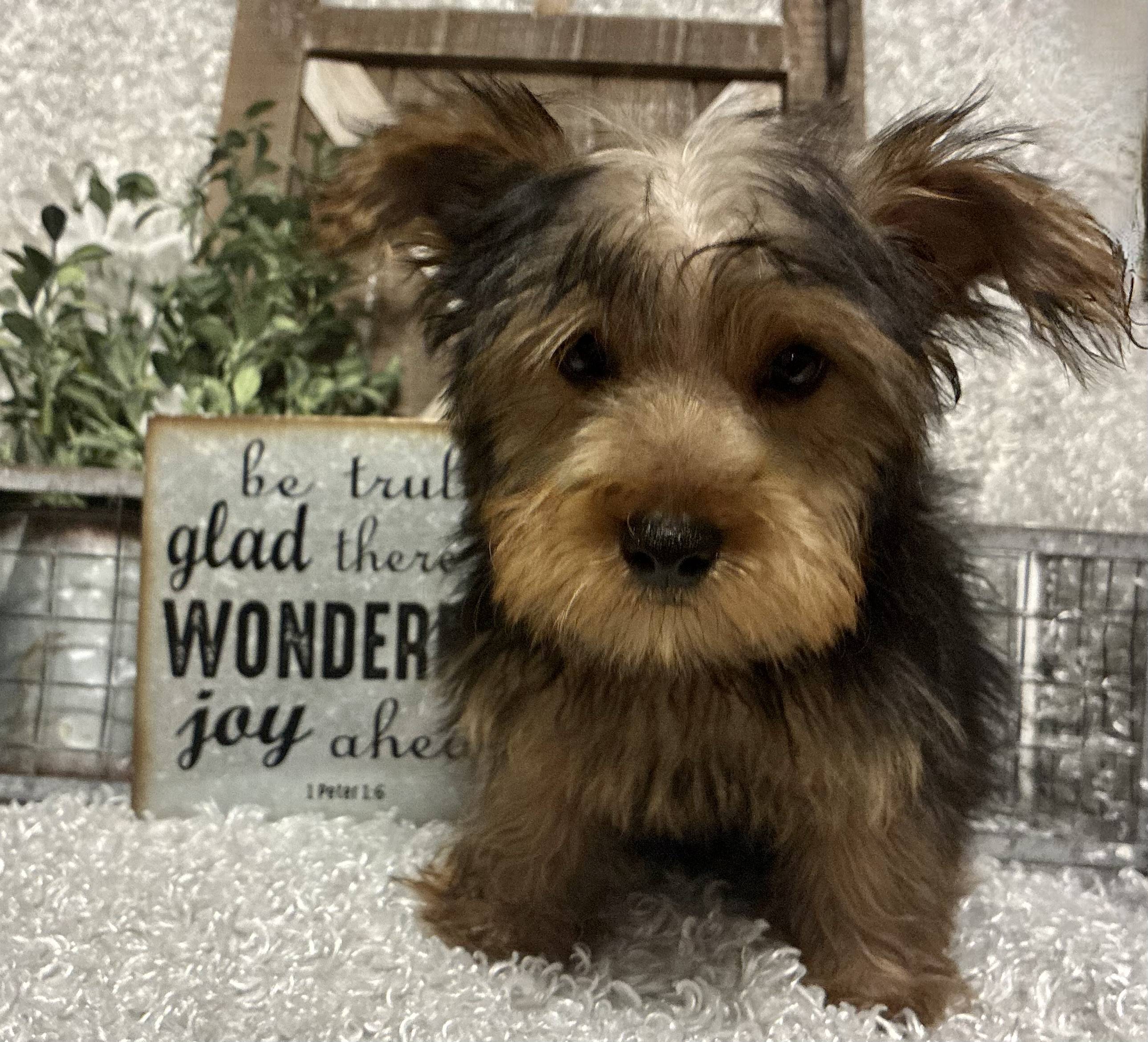 MALE YORKIE PUPPY!!! - Image 8