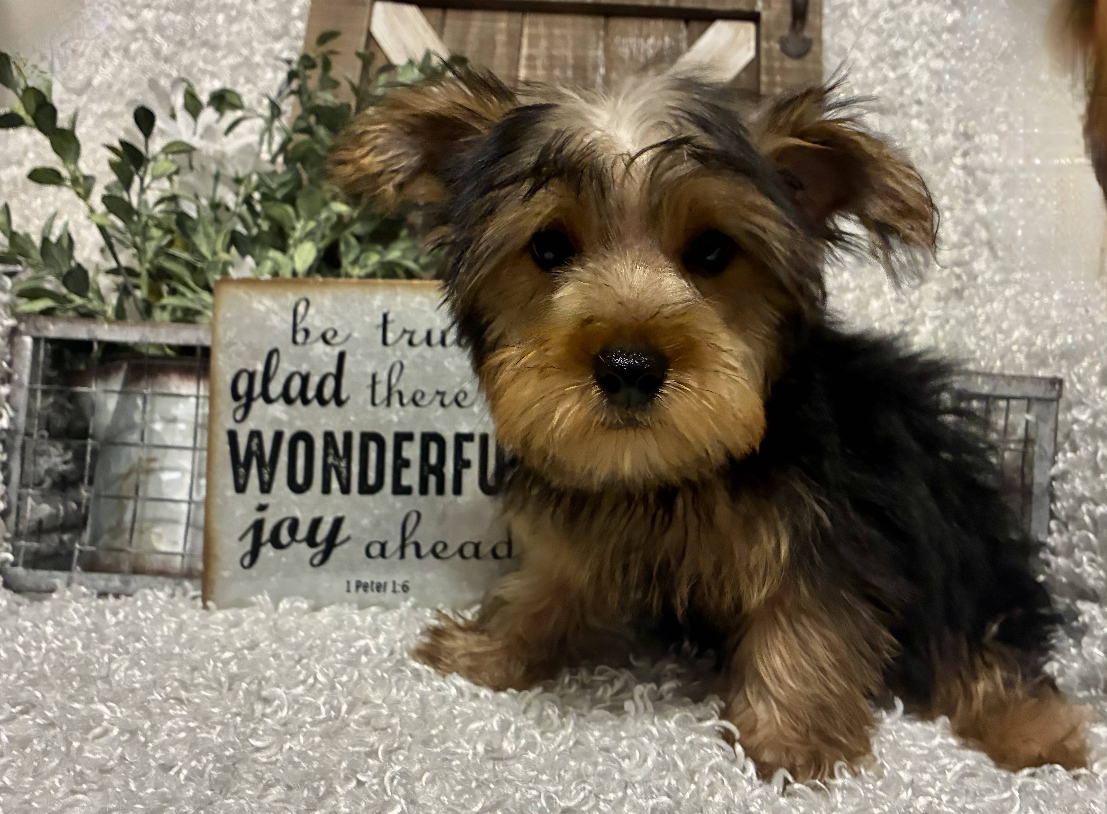 MALE YORKIE PUPPY!!! - Image 5
