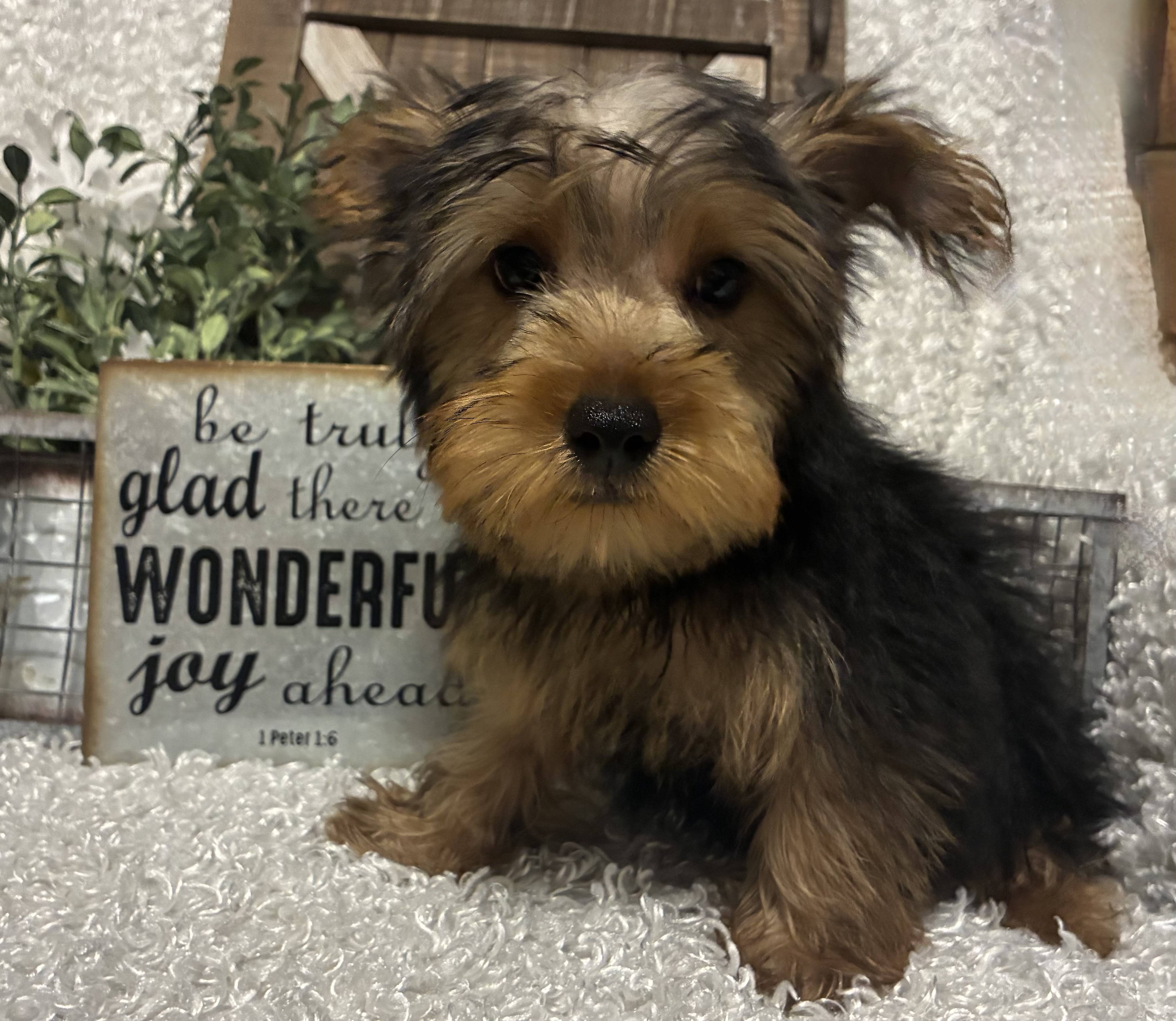 MALE YORKIE PUPPY!!! - Image 2
