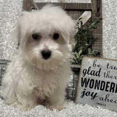 MALE MALTESE PUPPY!!!