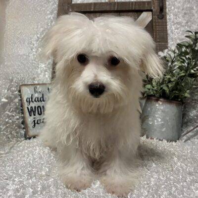 MALE MALTESE PUPPY!!!