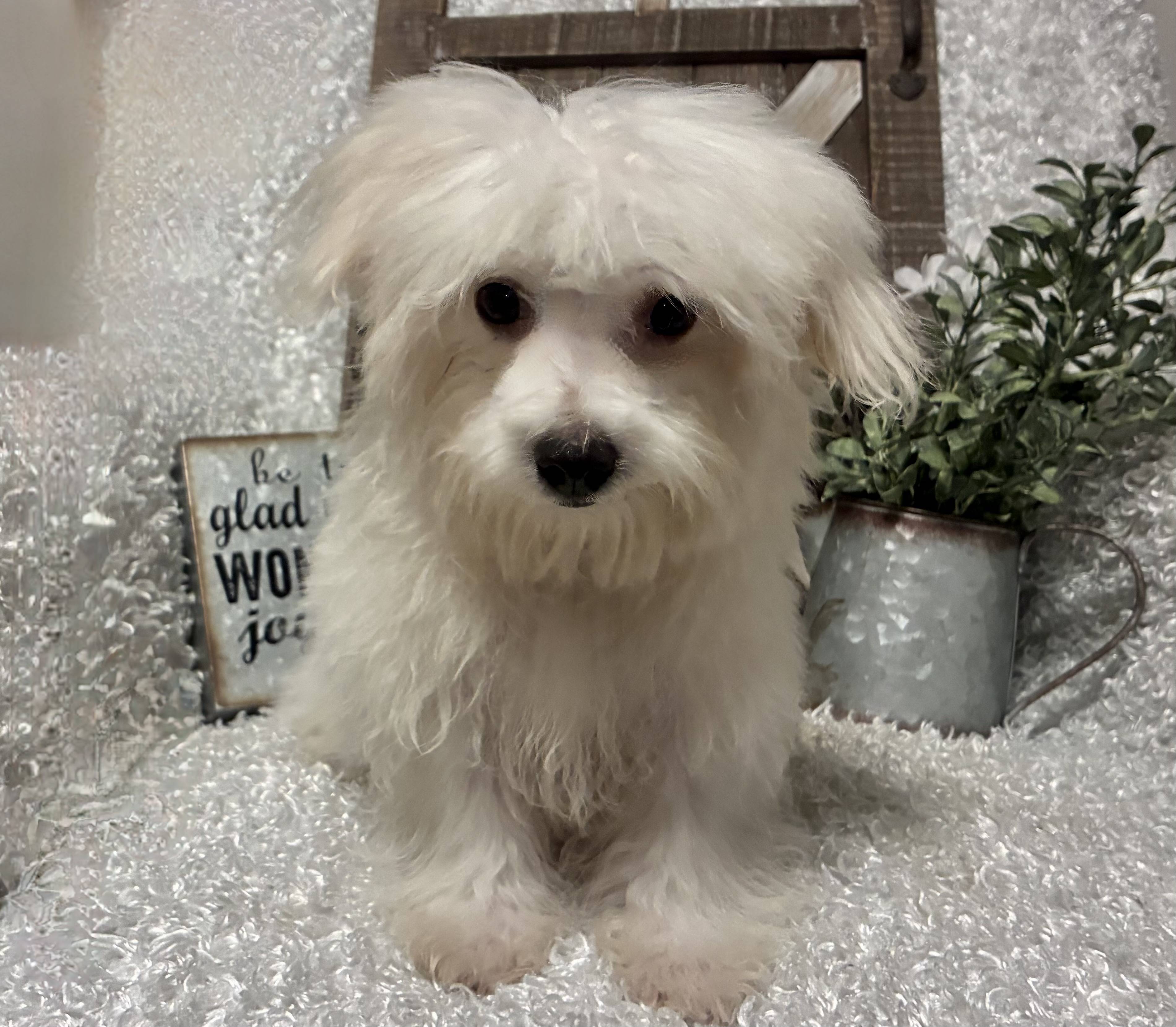 MALE MALTESE PUPPY!!!