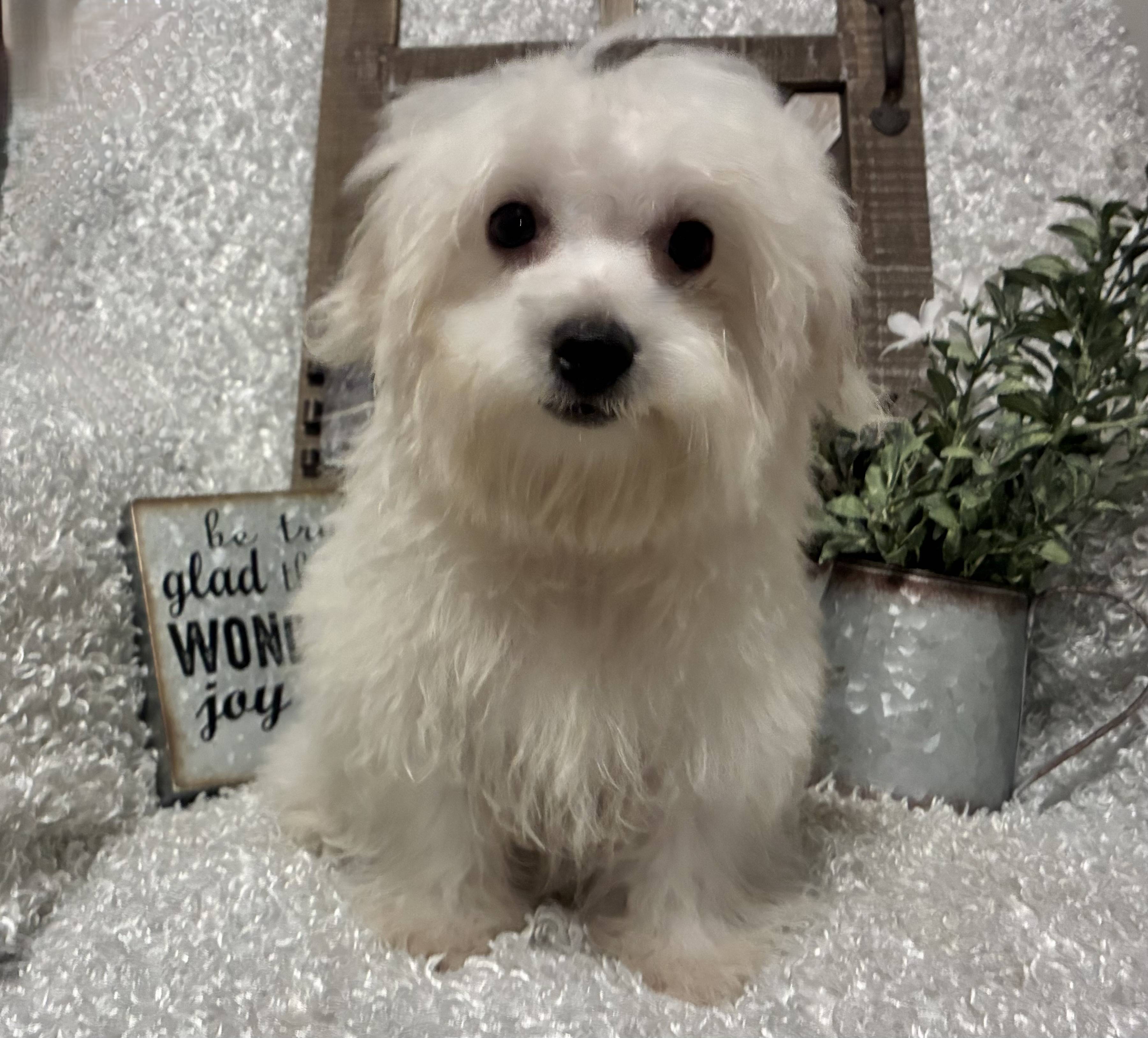 MALE MALTESE PUPPY!!! - Image 9