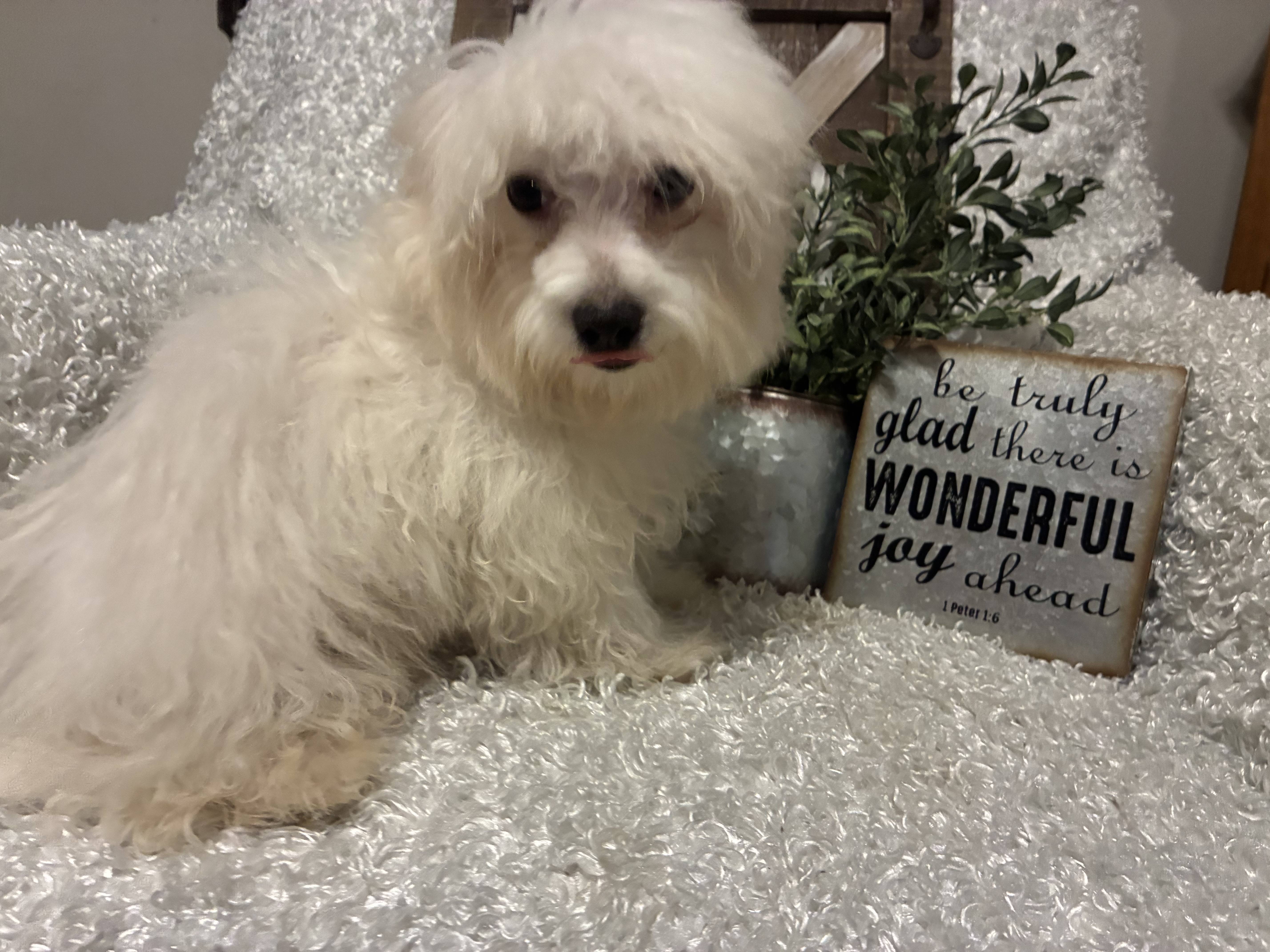 MALE MALTESE PUPPY!!! - Image 2