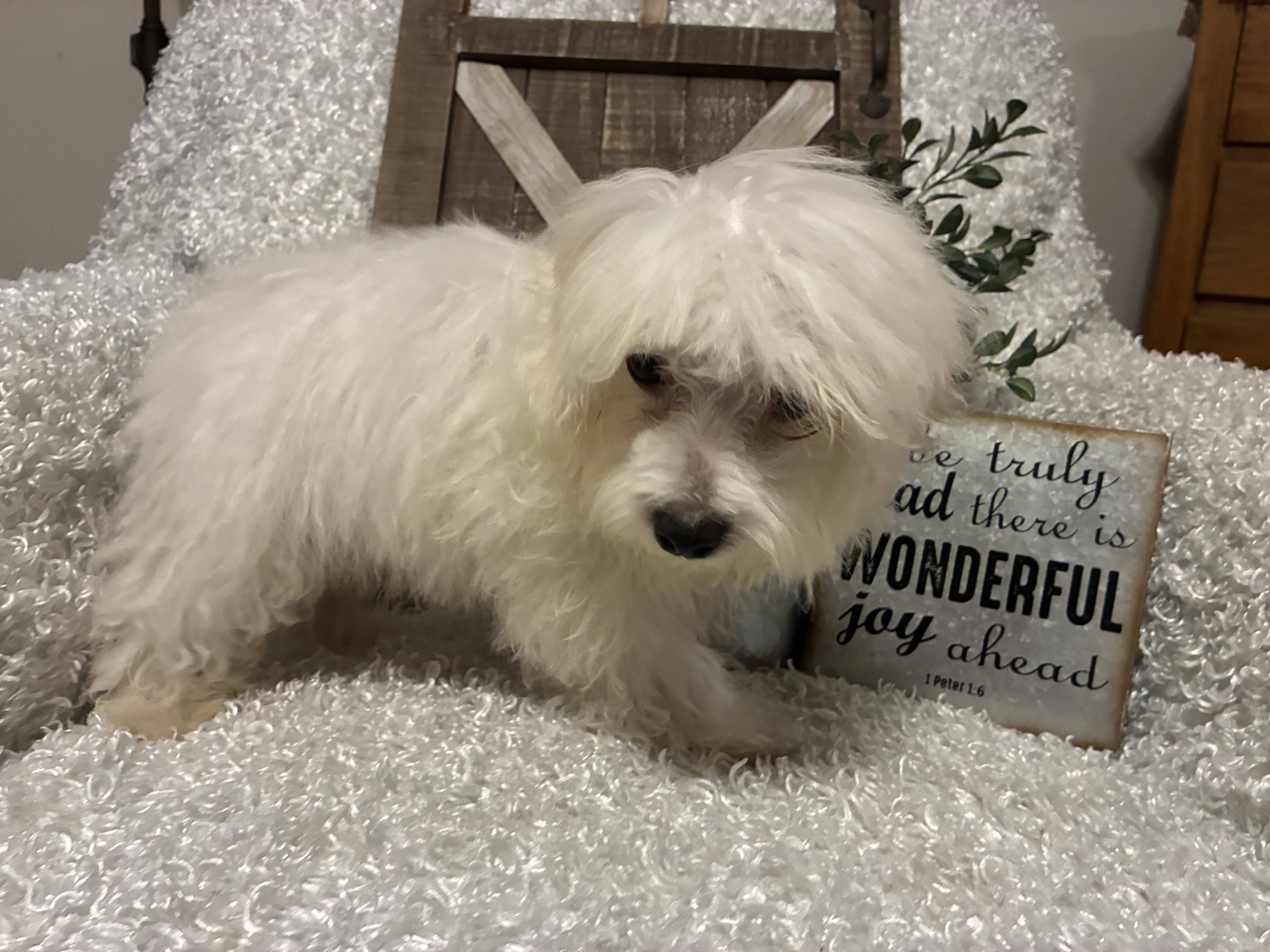 MALE MALTESE PUPPY!!! - Image 10