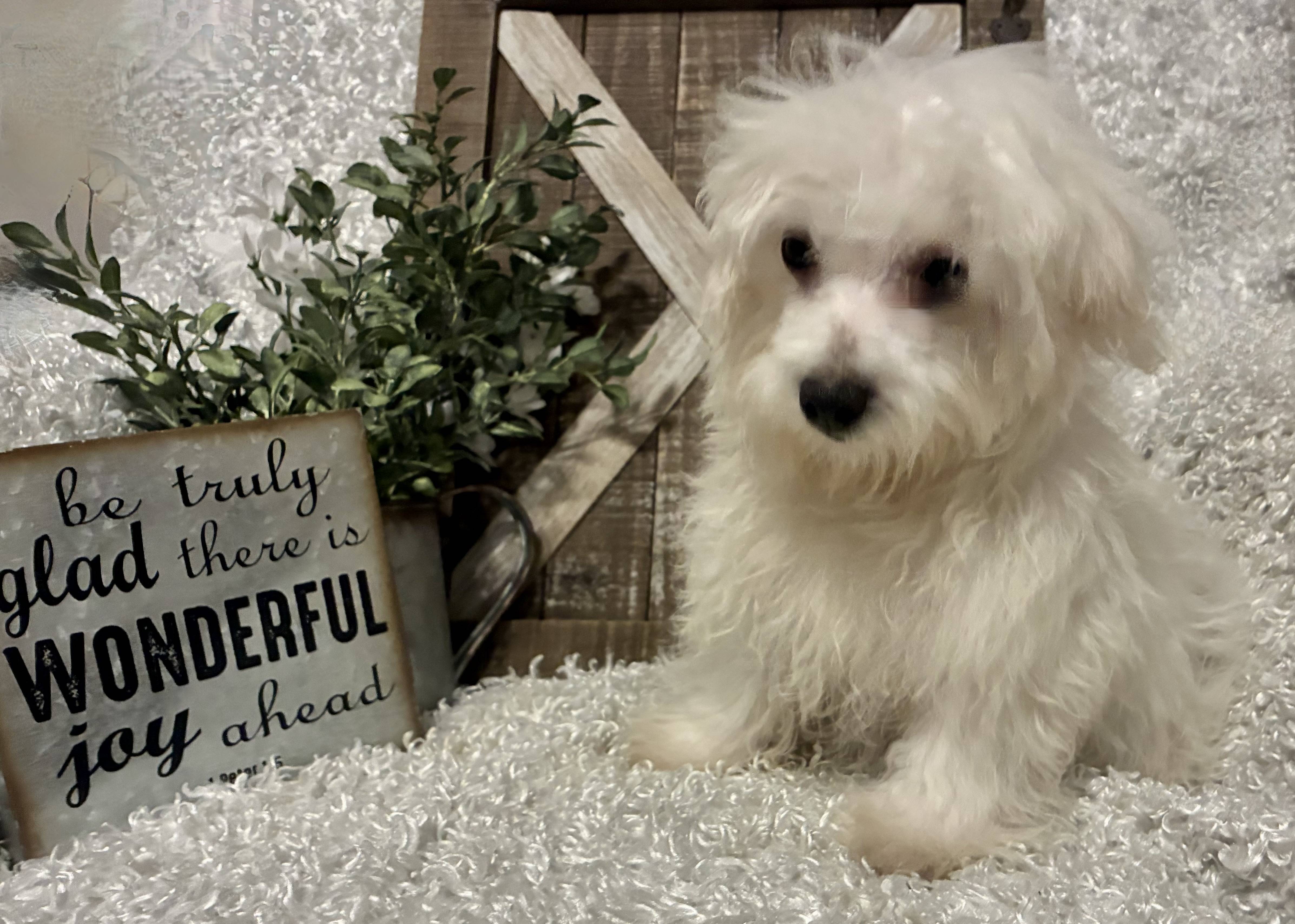 MALE MALTESE PUPPY!!! - Image 3