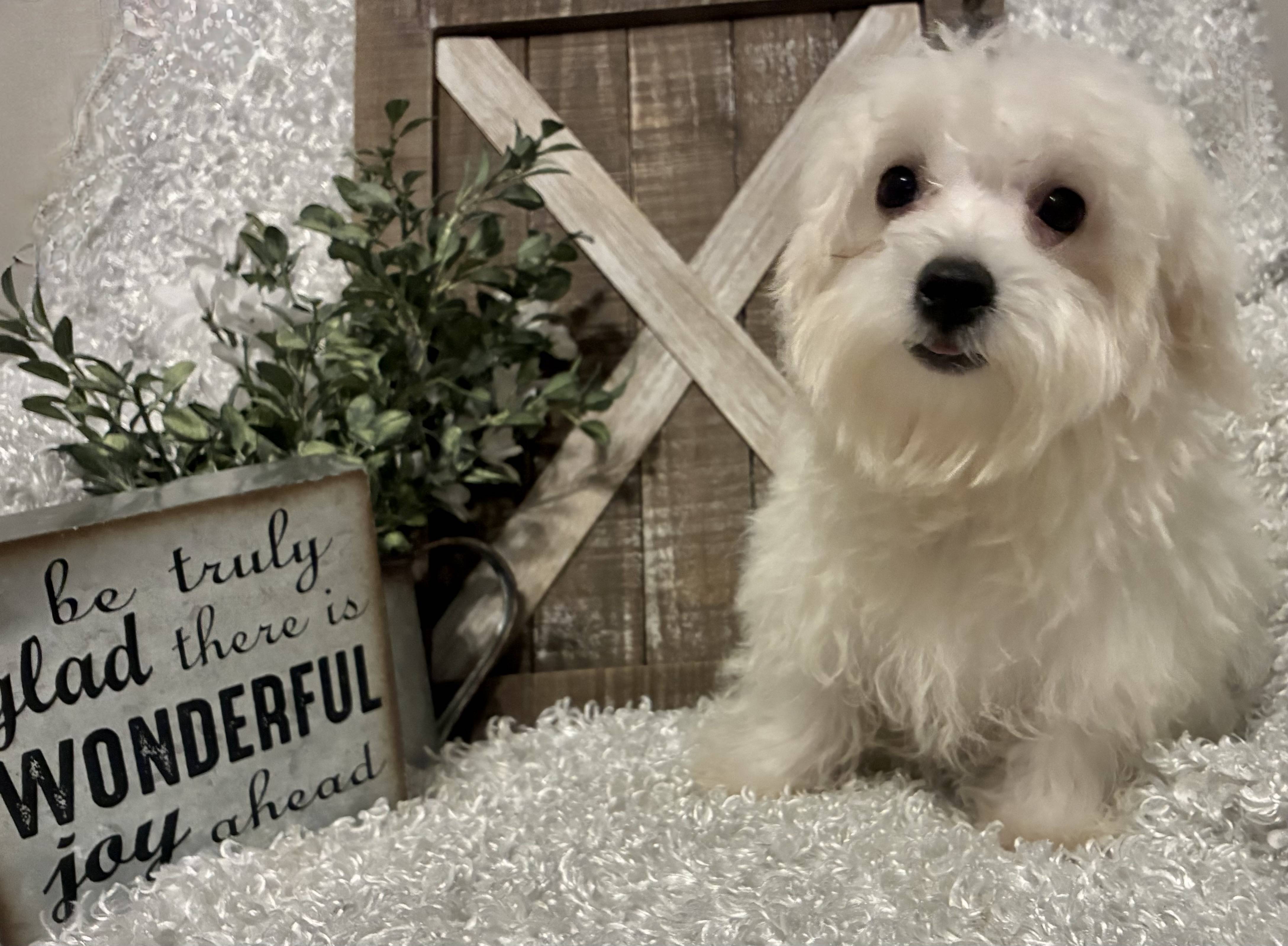 MALE MALTESE PUPPY!!! - Image 4