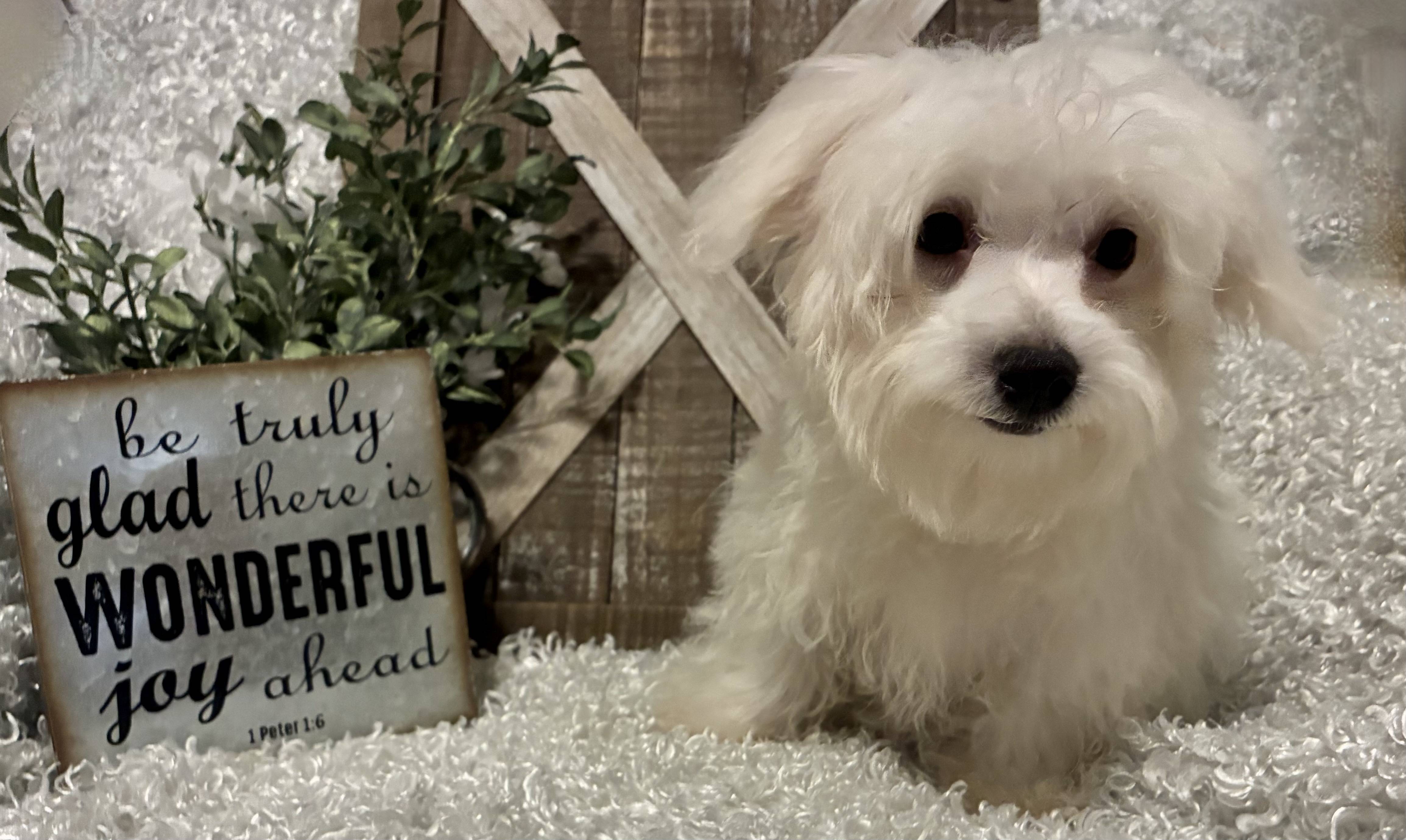 MALE MALTESE PUPPY!!! - Image 5
