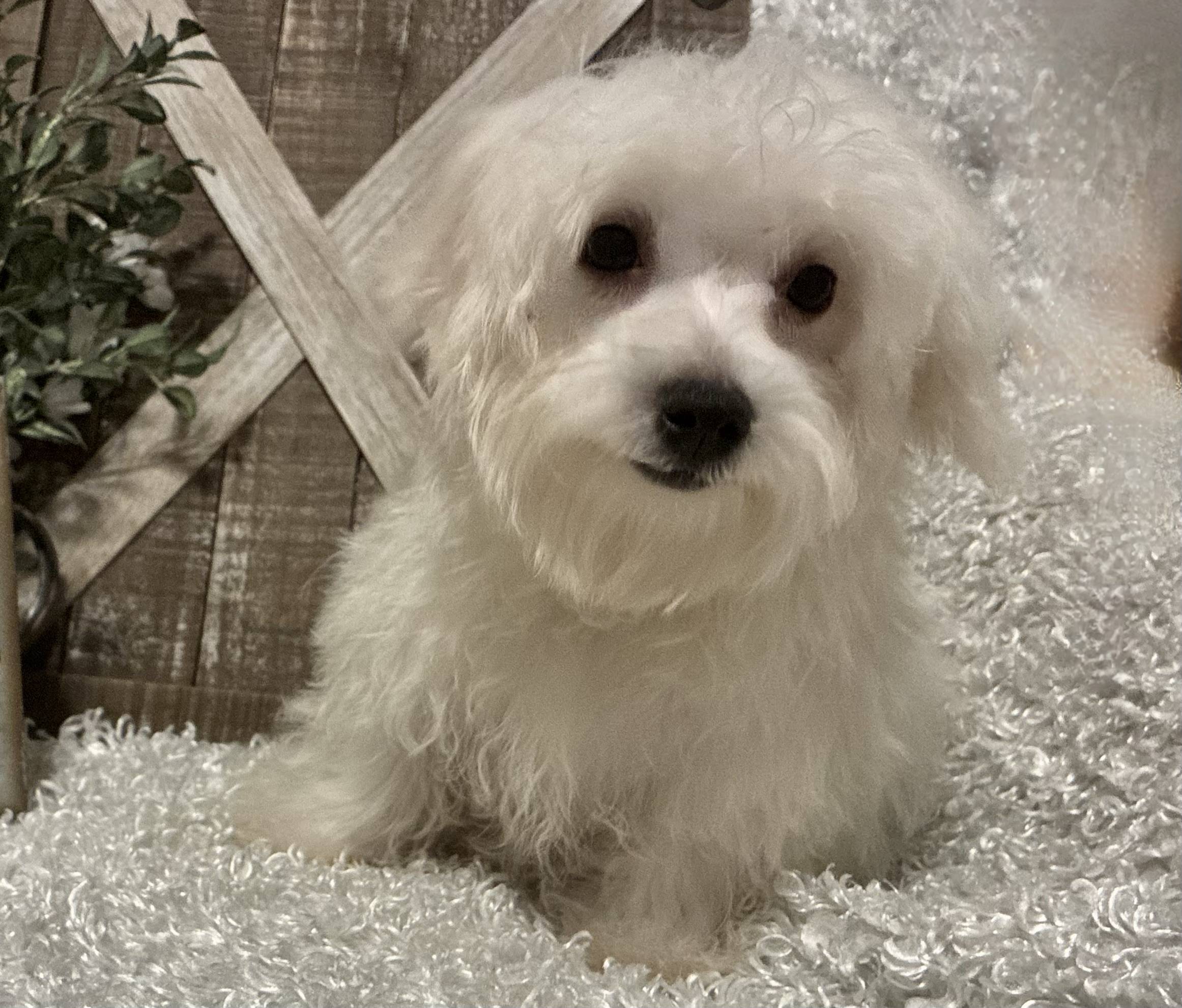 MALE MALTESE PUPPY!!! - Image 11