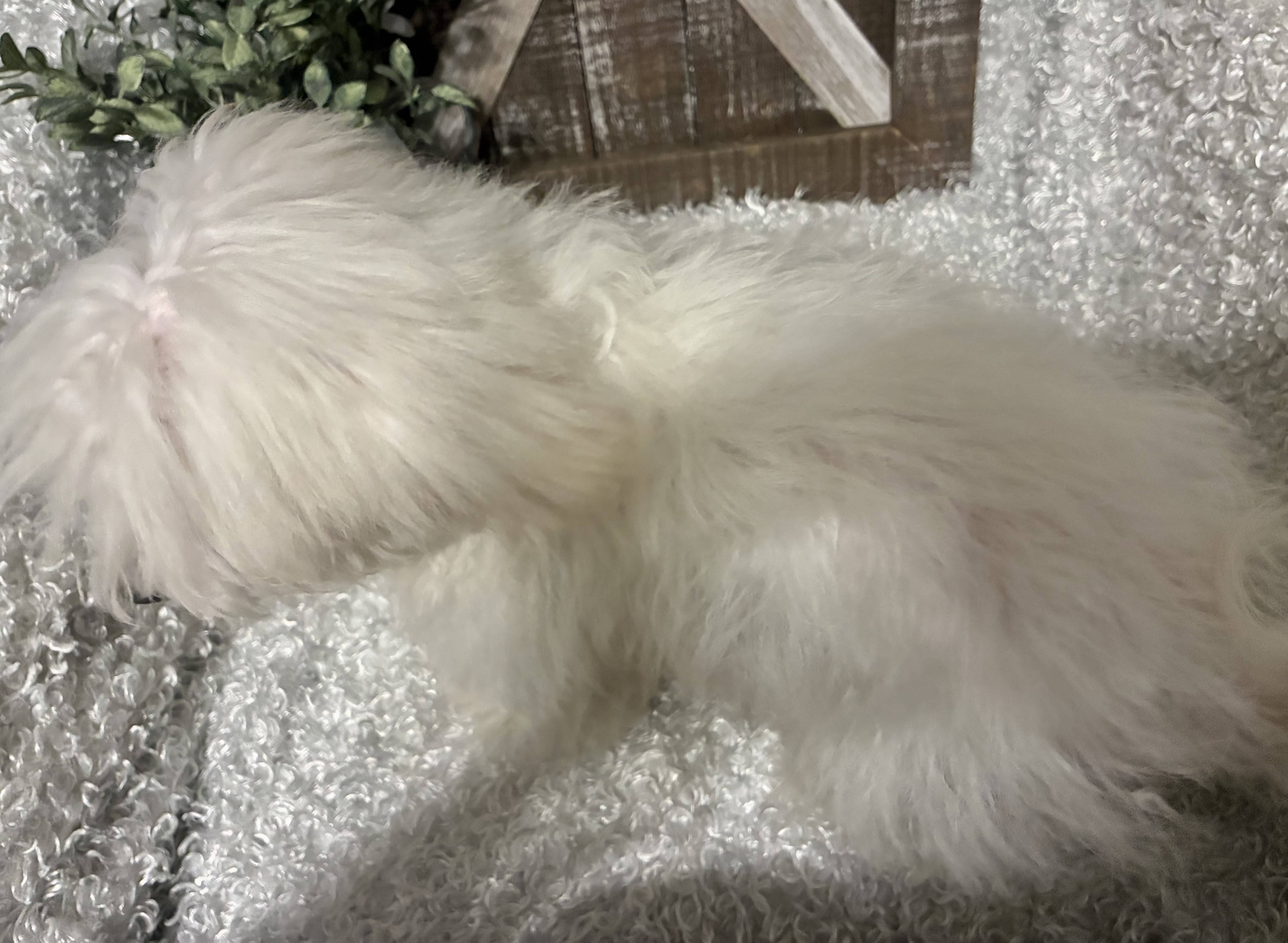 MALE MALTESE PUPPY!!! - Image 6