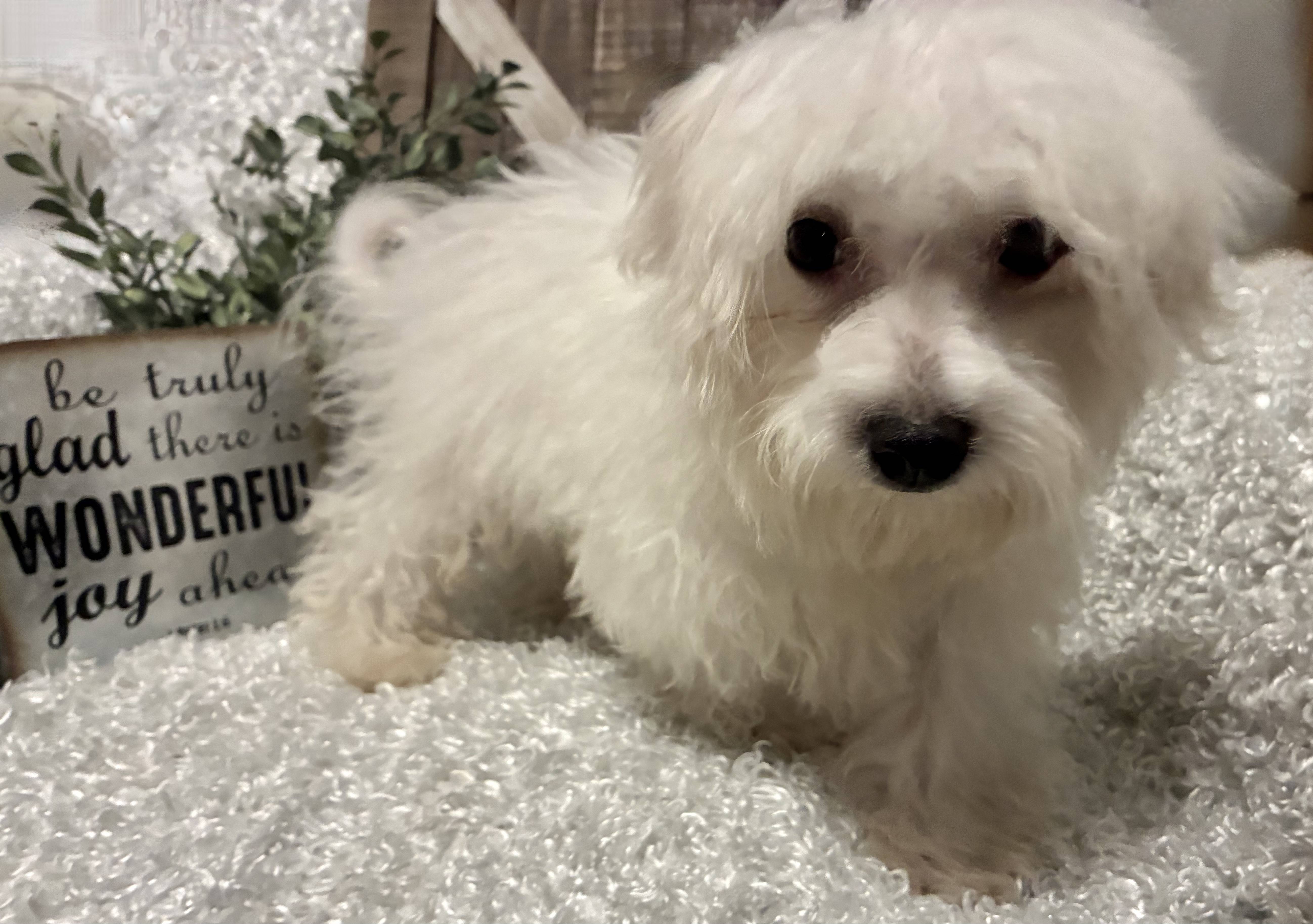 MALE MALTESE PUPPY!!! - Image 8