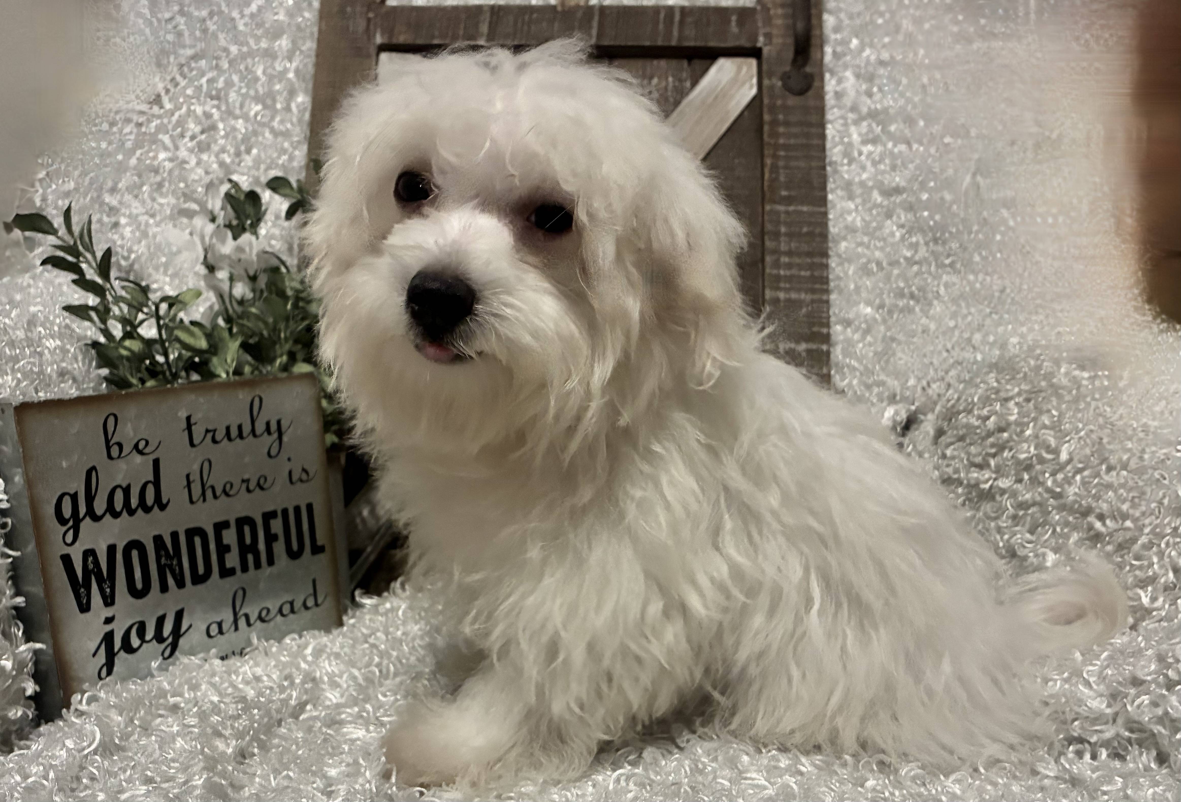 MALE MALTESE PUPPY!!! - Image 7