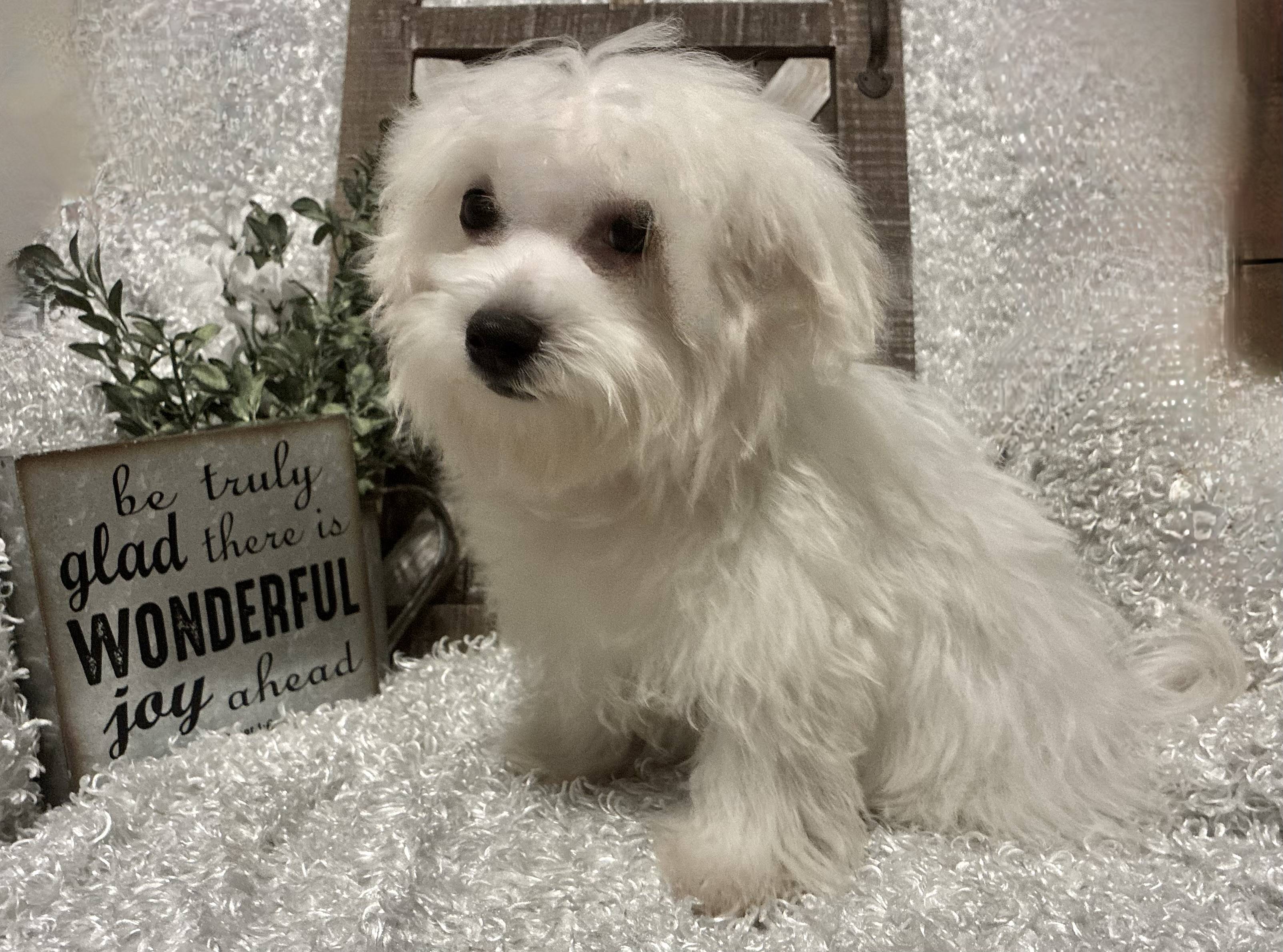 MALE MALTESE PUPPY!!! - Image 12