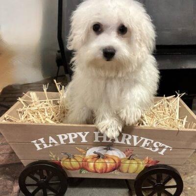 MALE MALTESE PUPPY!!!
