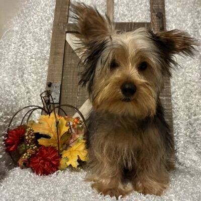 MALE YORKIE PUPPY!!!