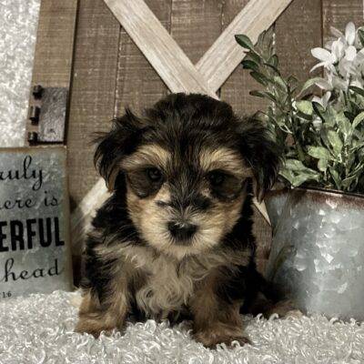 MALE MORKIE PUPPY!!!