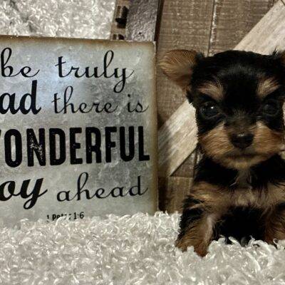 FEMALE YORKIE PUPPY!!!