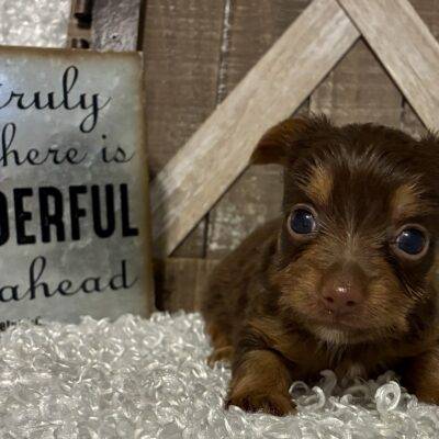 FEMALE CHOCOLATE PARTY YORKIE!