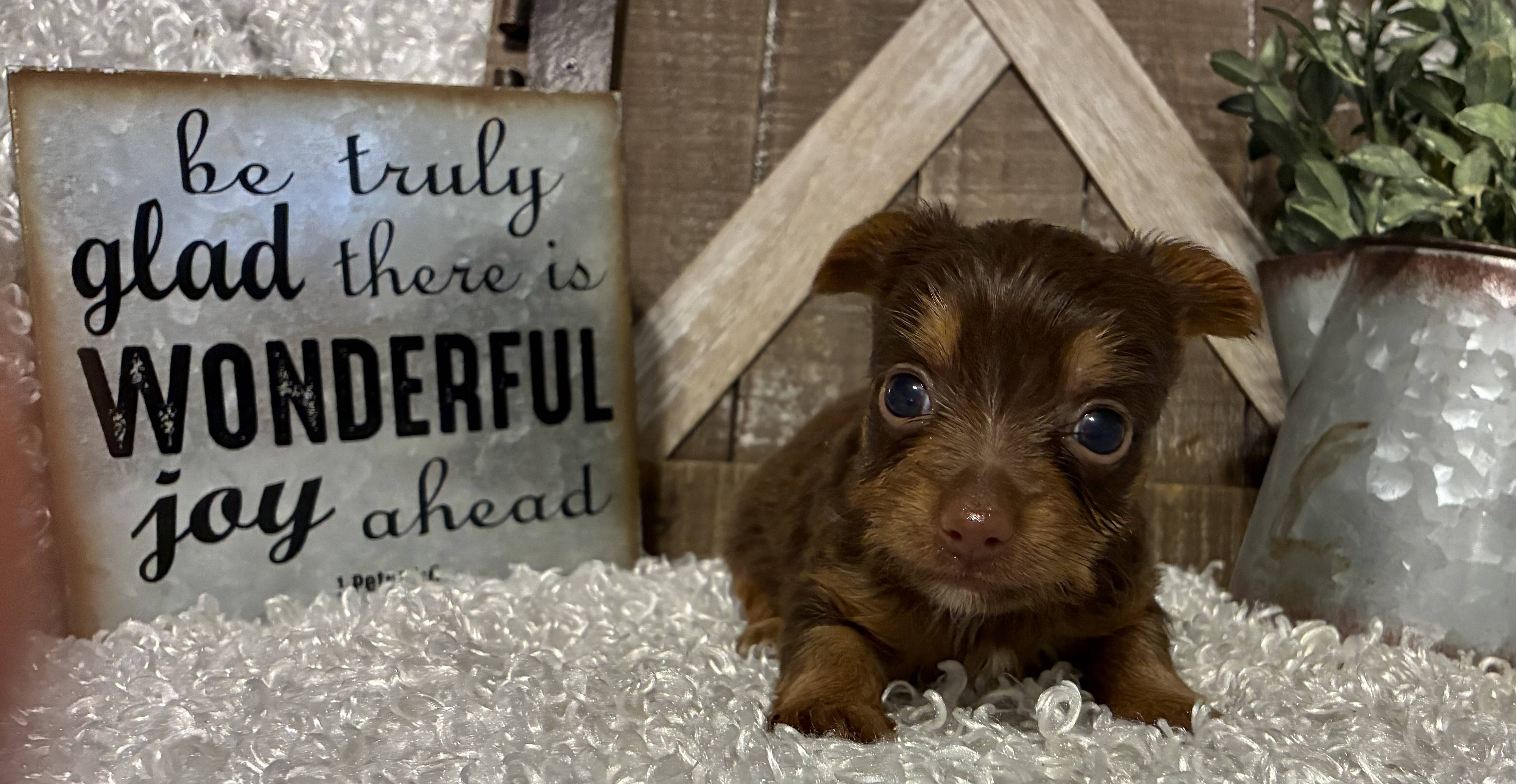 FEMALE CHOCOLATE PARTY YORKIE!