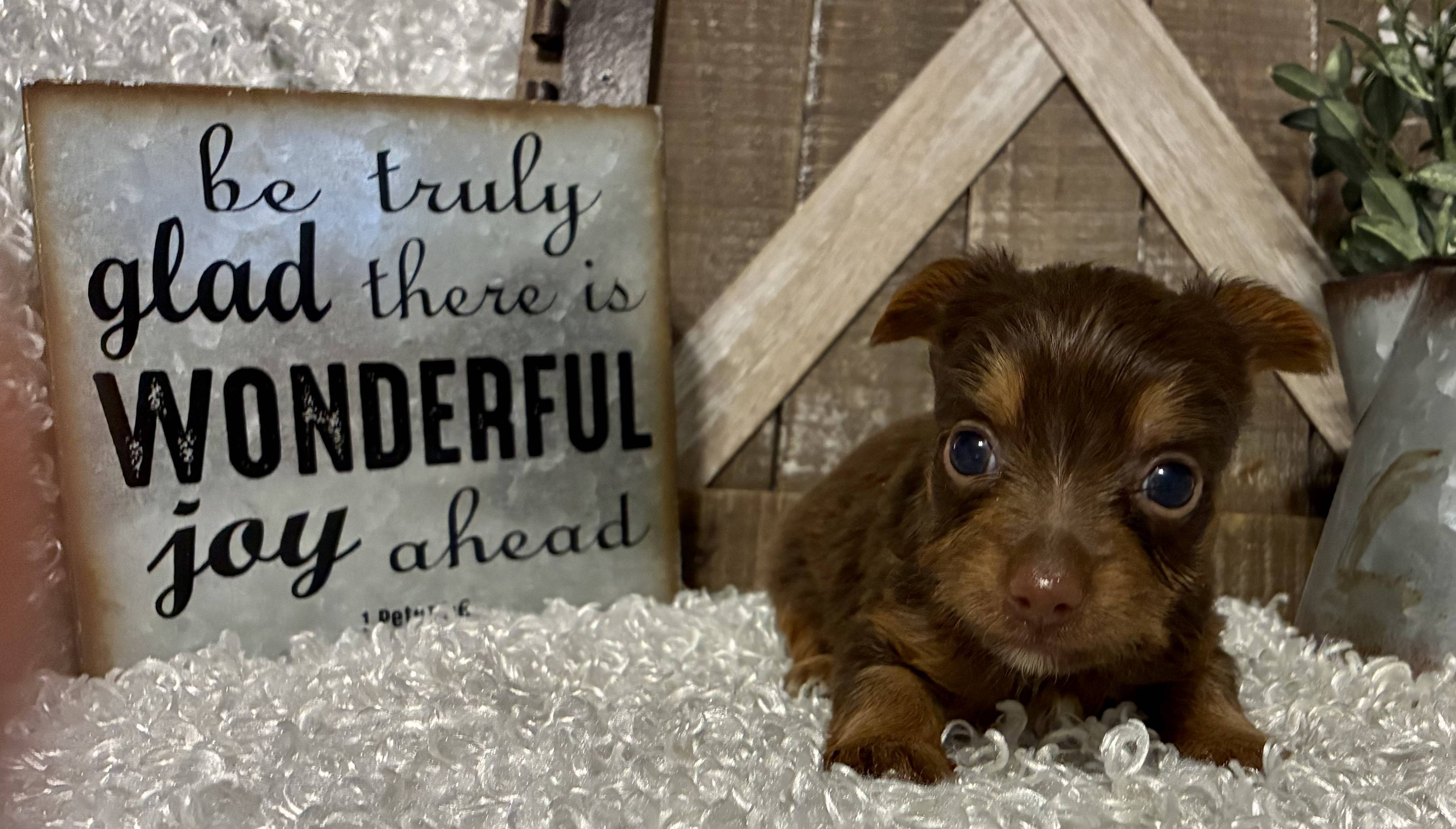 FEMALE CHOCOLATE PARTY YORKIE! - Image 6