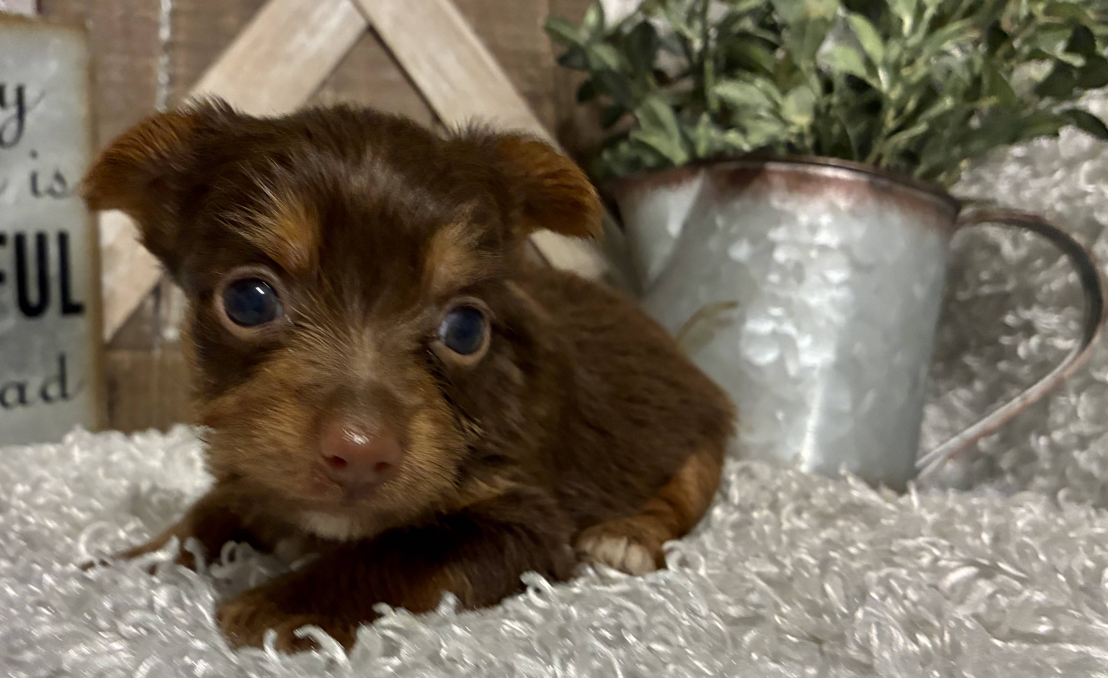 FEMALE CHOCOLATE PARTY YORKIE! - Image 2