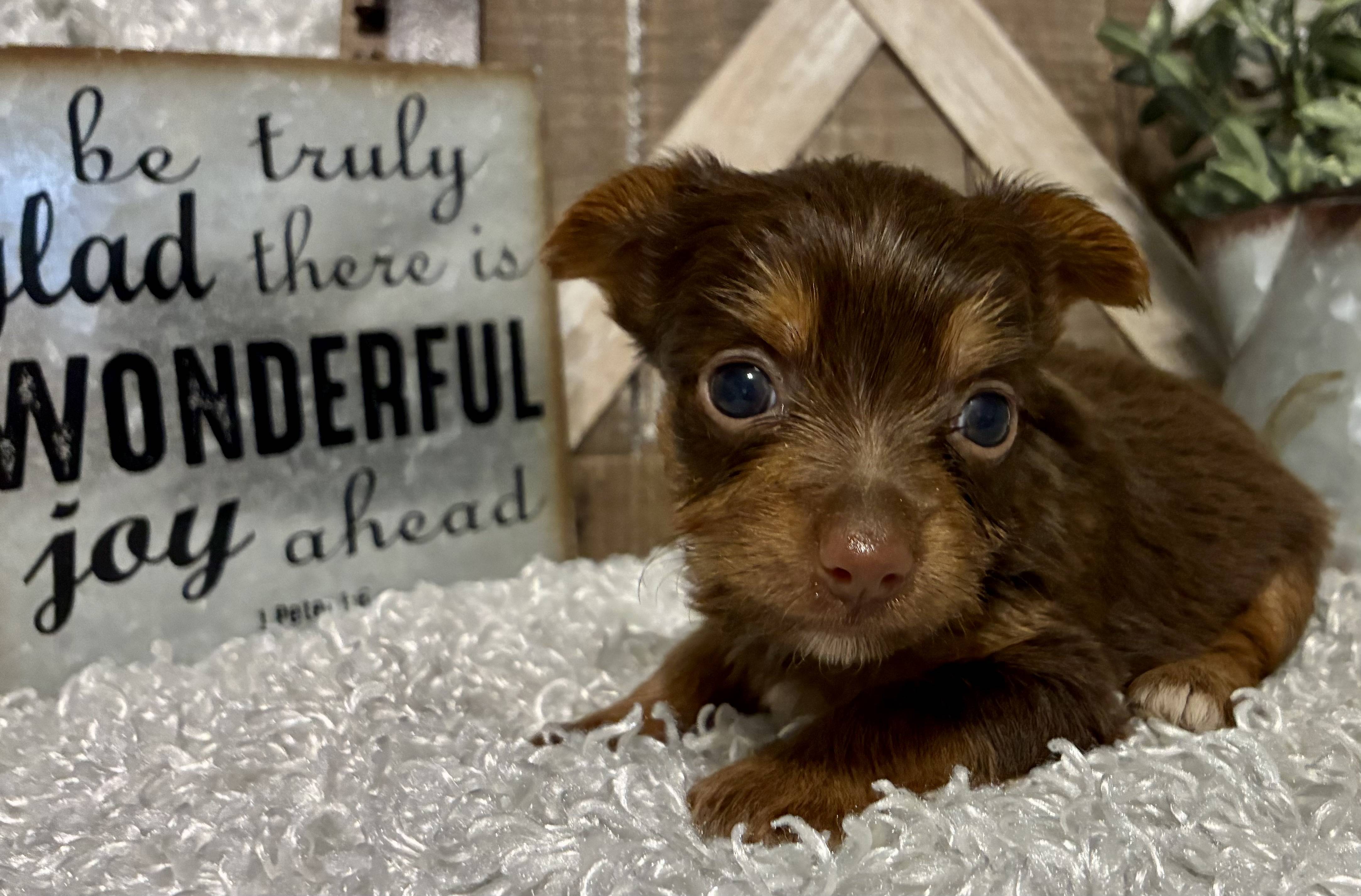 FEMALE CHOCOLATE PARTY YORKIE! - Image 5