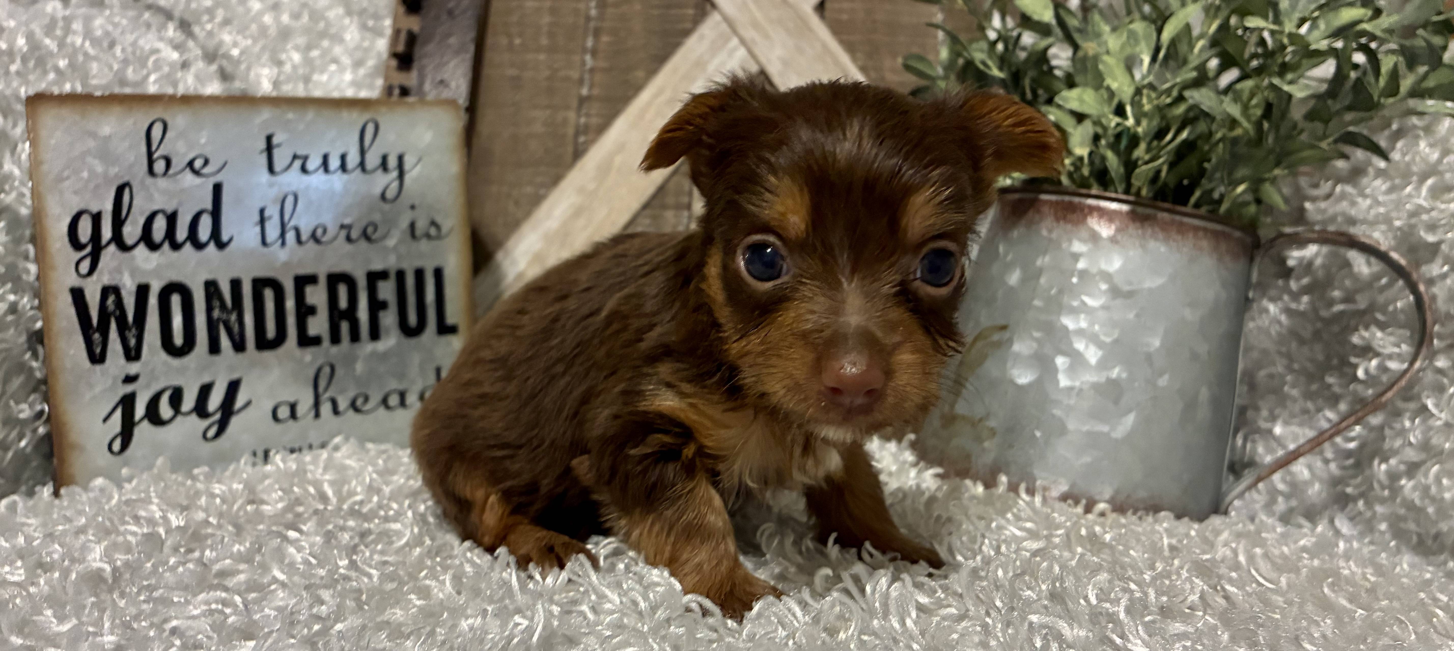 FEMALE CHOCOLATE PARTY YORKIE! - Image 4