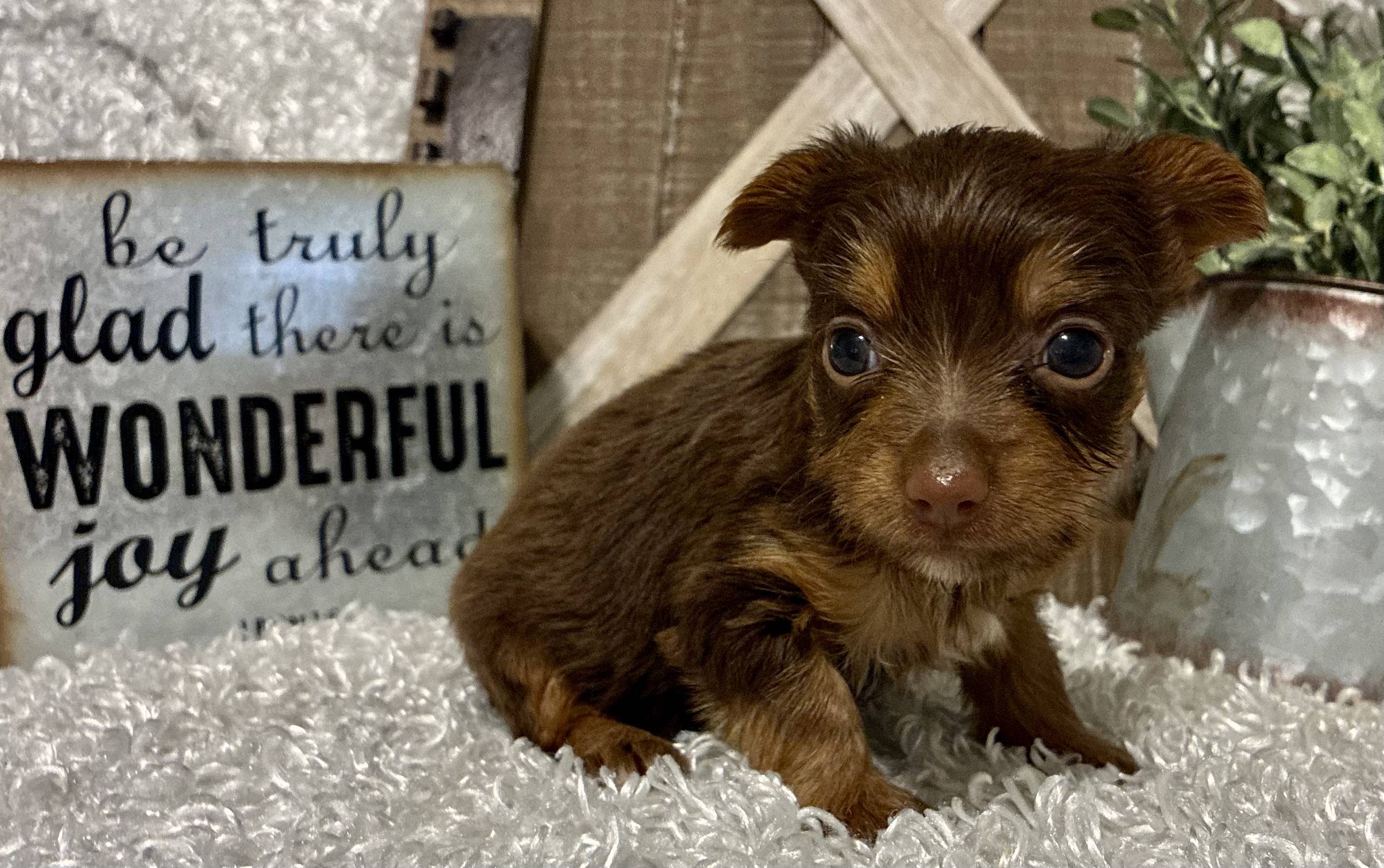 FEMALE CHOCOLATE PARTY YORKIE! - Image 3